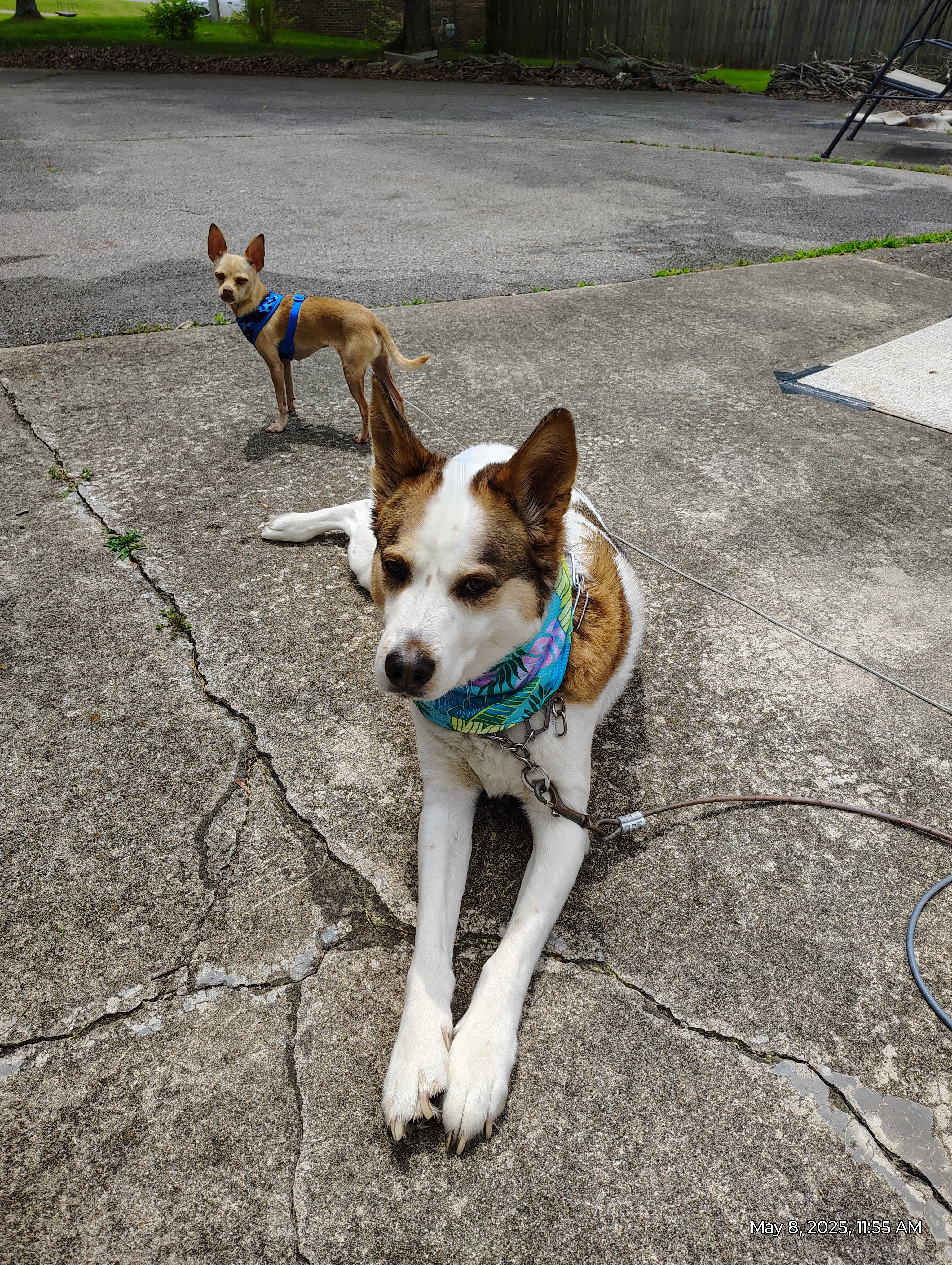 Help Kayce and Pet Recover from Storm Damage campaign photo, 5 of 6