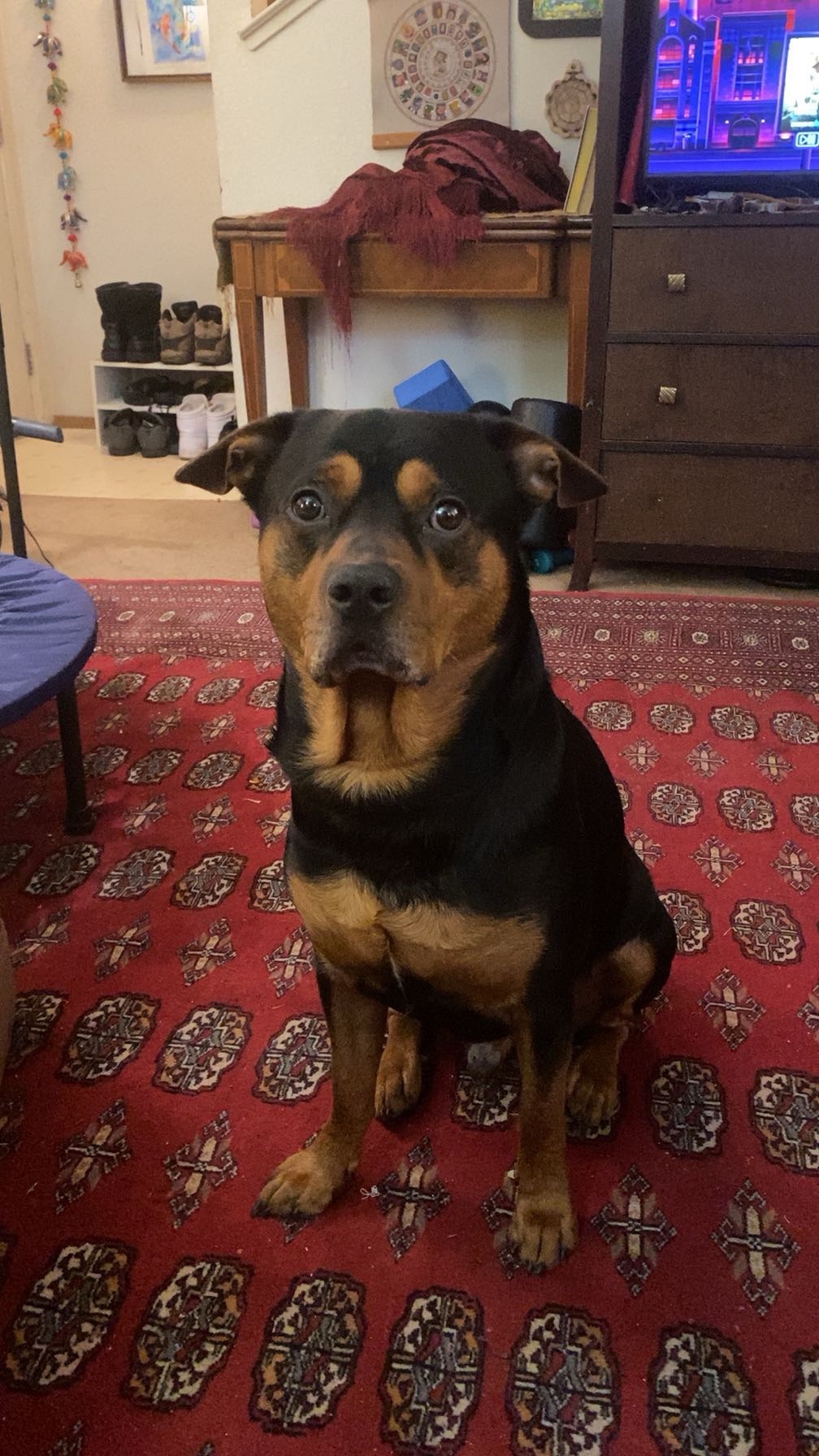 Help Tupac Get Life-Saving Vet Care campaign photo, 4 of 8