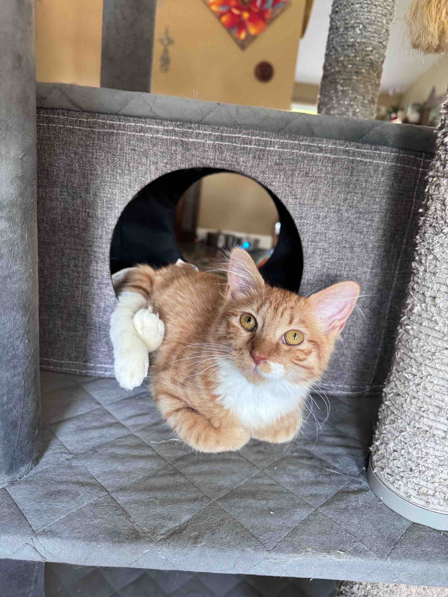 Scooter(AKA:Dolly) doing her physical therapy campaign photo, 7 of 10