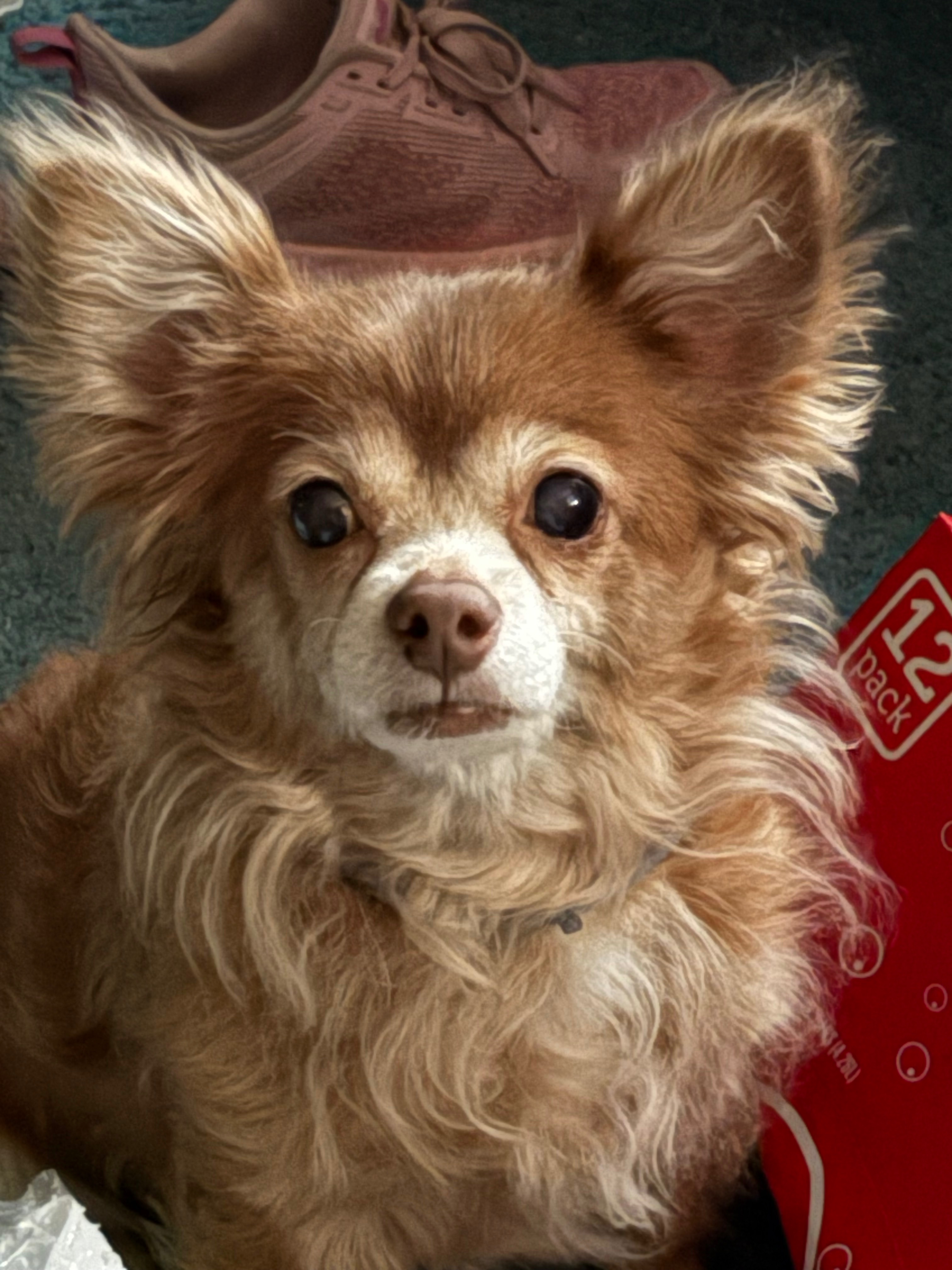 Help Us Escape Abuse and Start a New Life campaign photo, 4 of 8