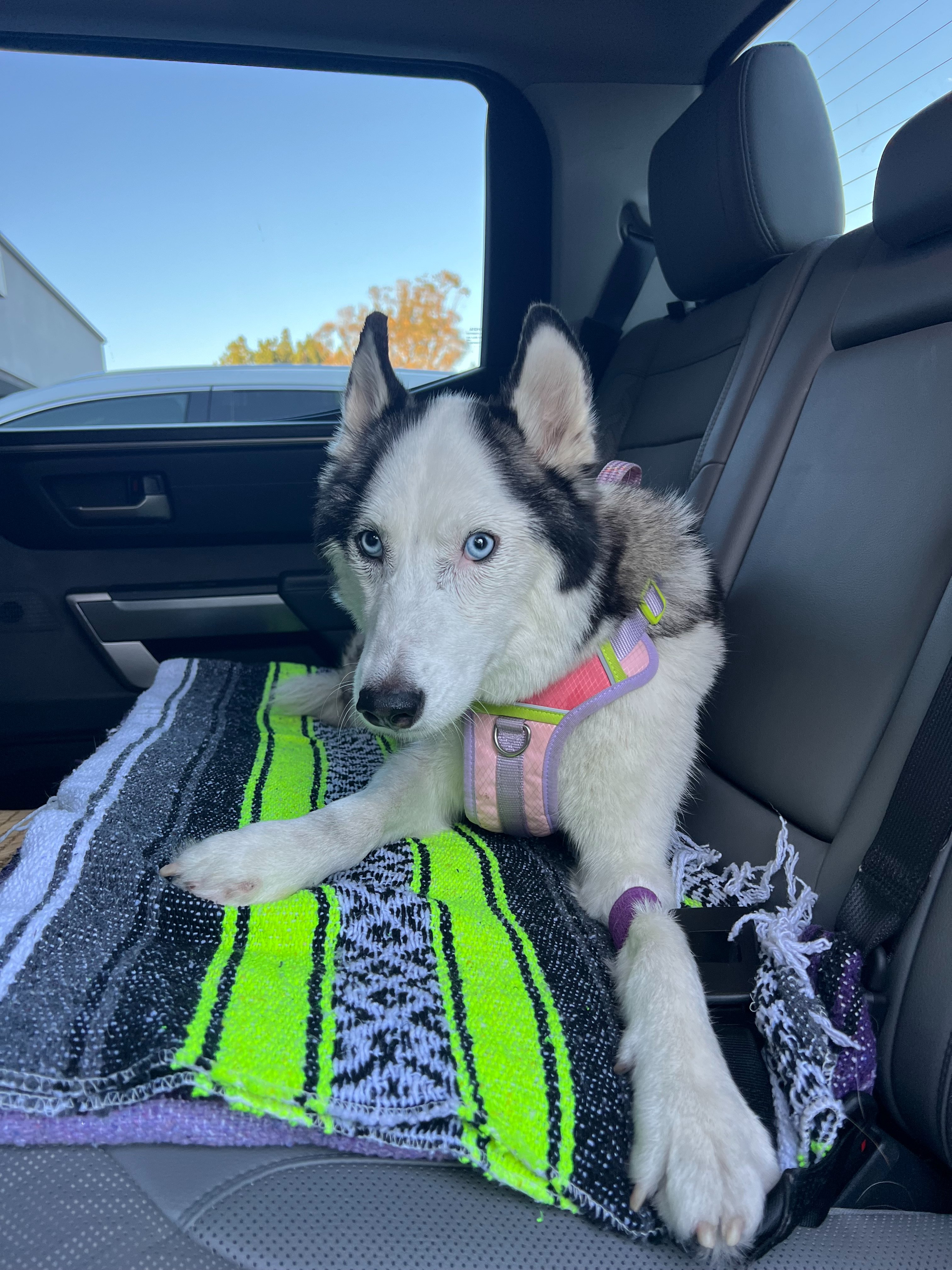 Help Athena Fight Spinal Tumor and Medical Costs campaign photo, 7 of 8