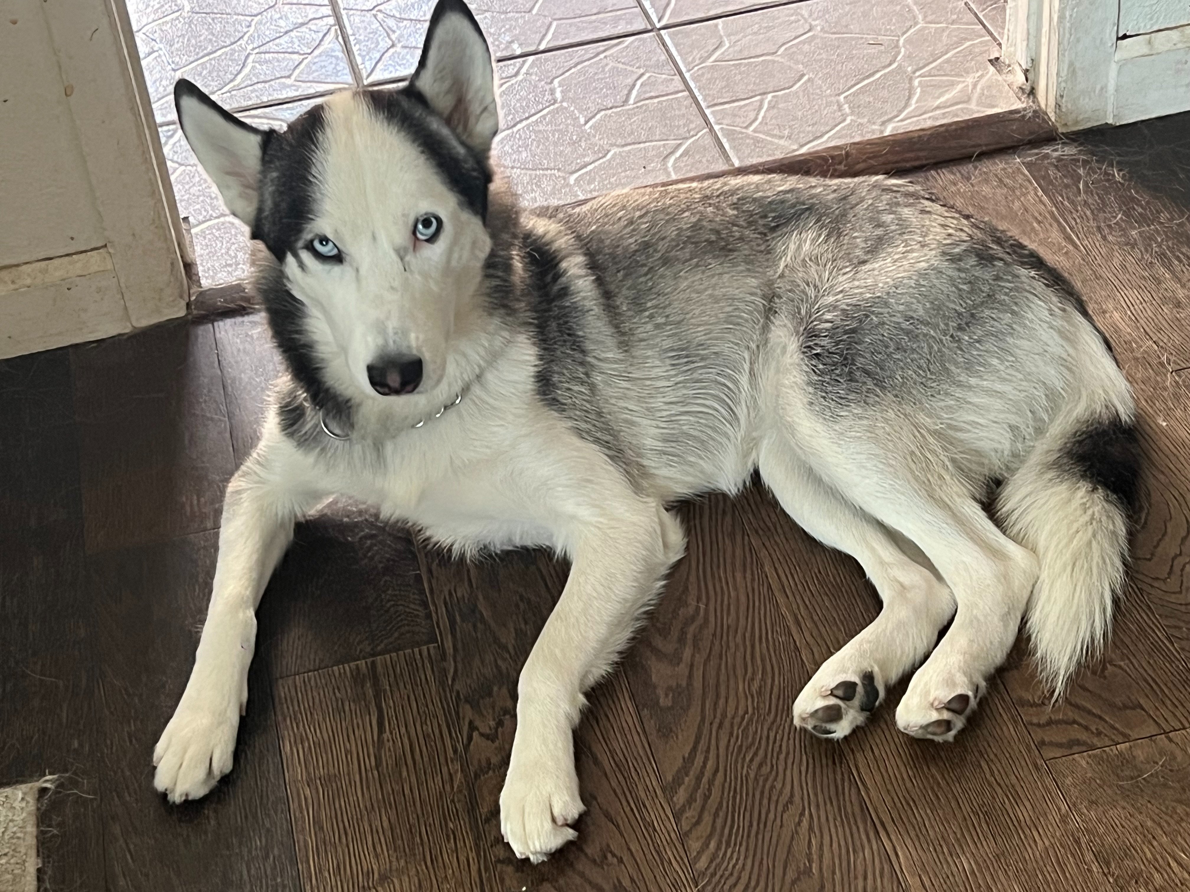 Help Athena Fight Spinal Tumor and Medical Costs campaign photo, 2 of 8