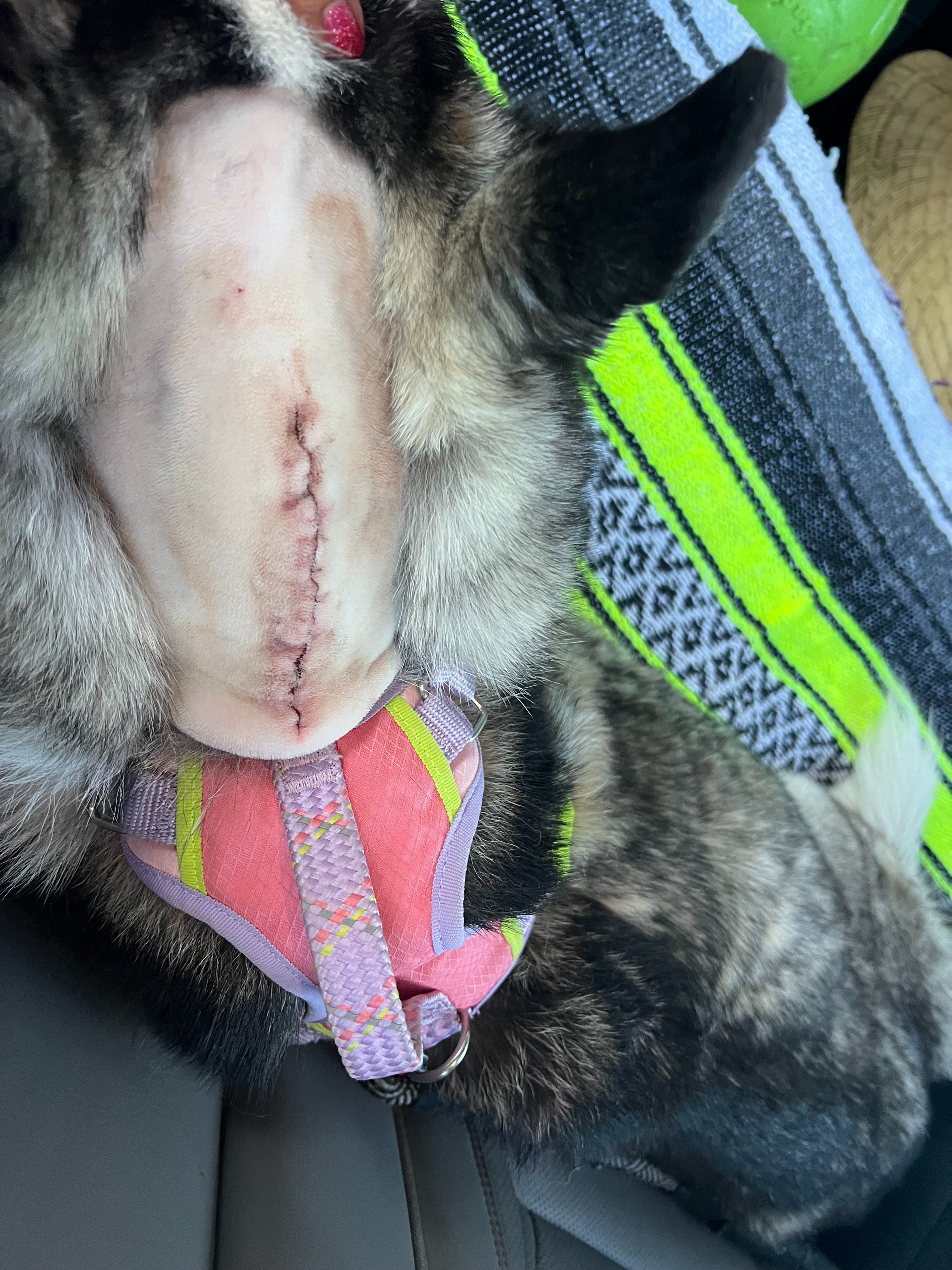 Help Athena Fight Spinal Tumor and Medical Costs campaign photo, 5 of 8