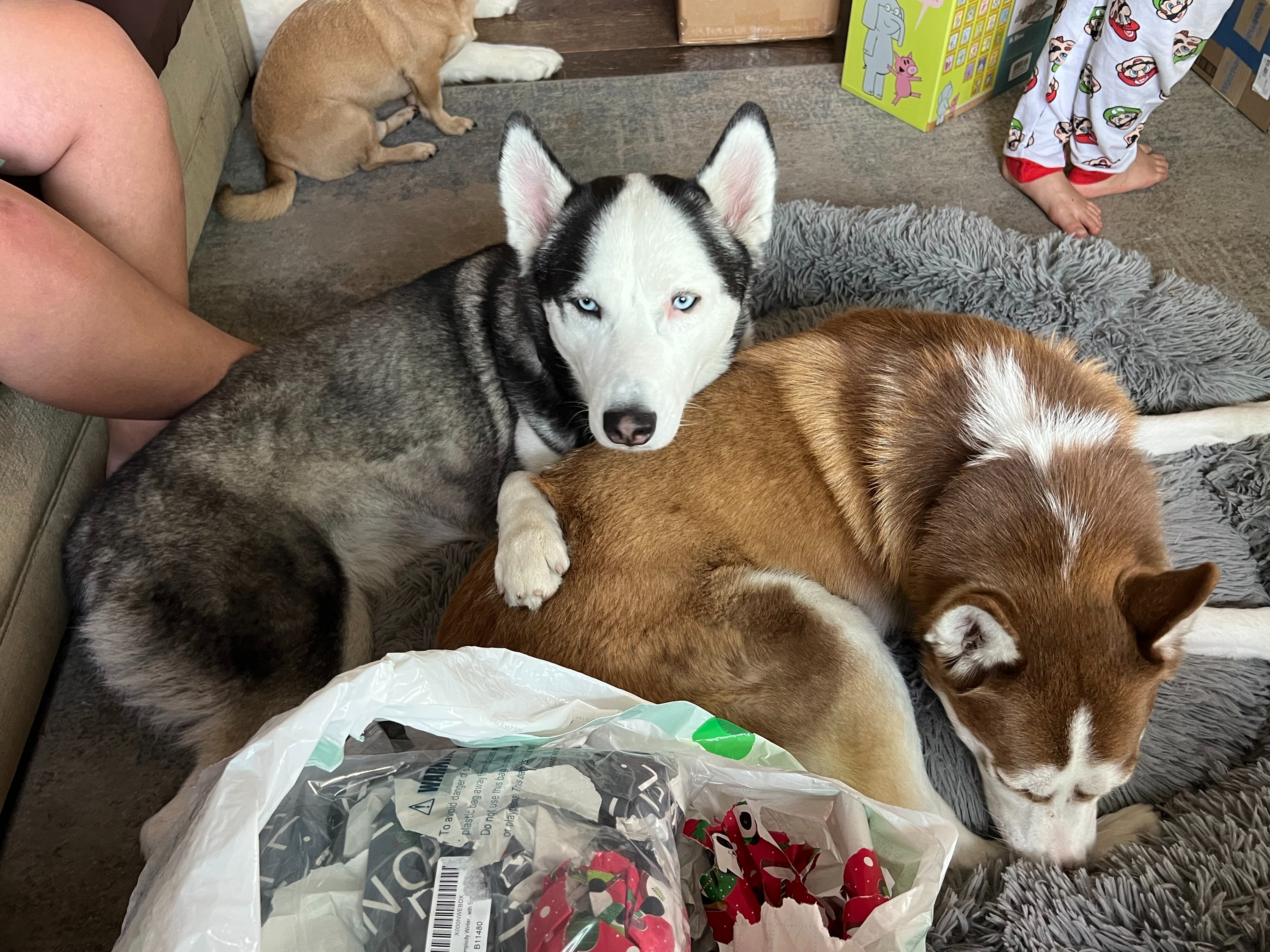 Help Athena Fight Spinal Tumor and Medical Costs campaign photo, 6 of 8