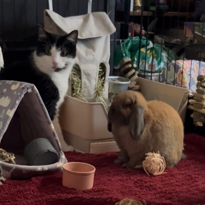 Support Flopsy’s Journey to Health campaign photo, 6 of 7