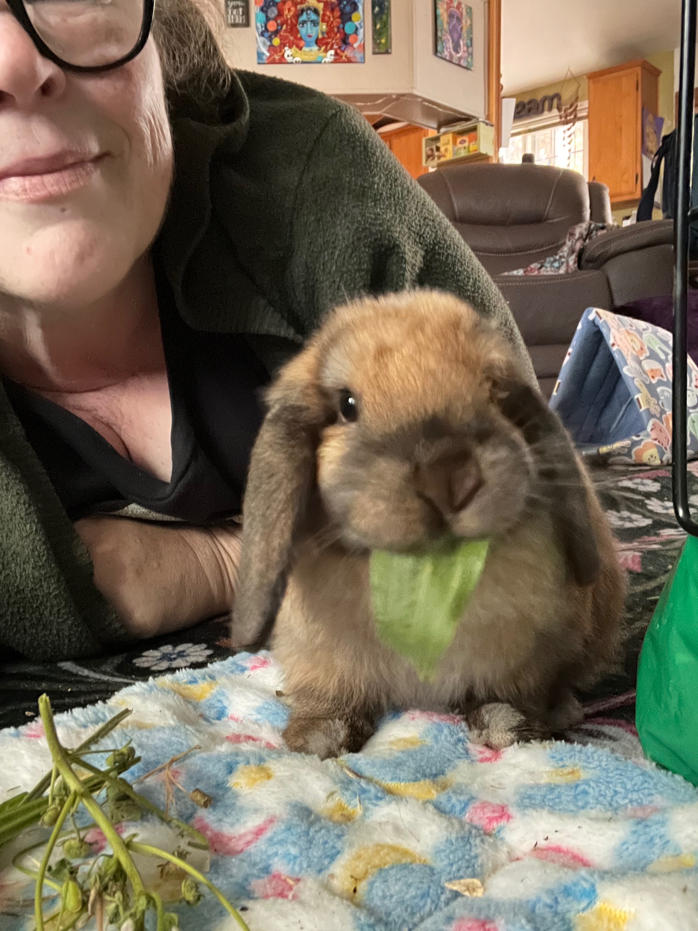 Support Flopsy’s Journey to Health campaign photo, 4 of 7