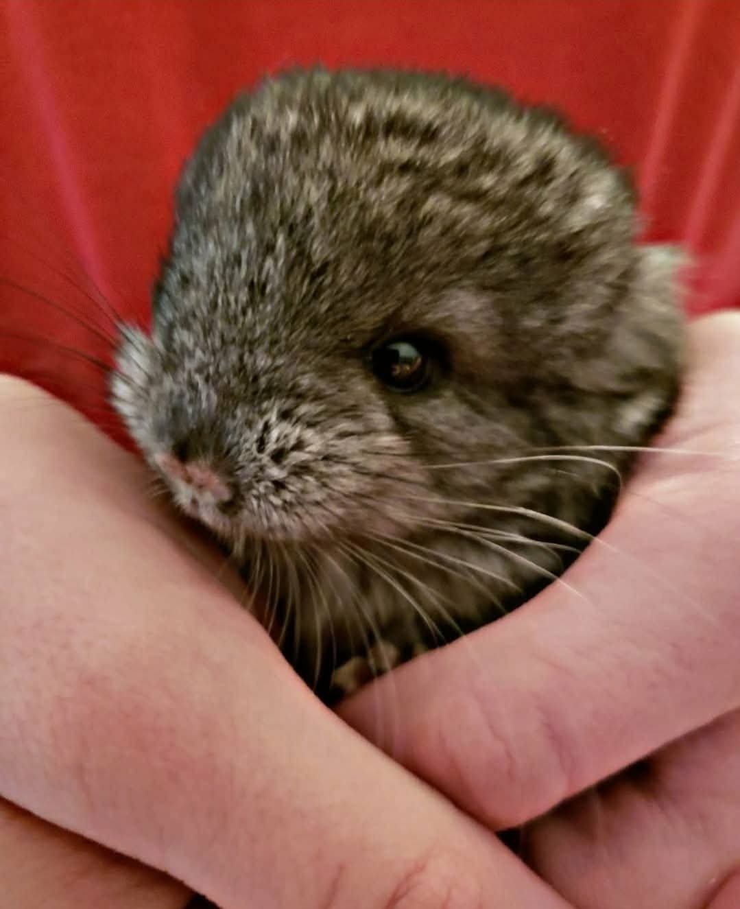 Help Harper's Animal Rescue Continue Saving Lives campaign photo, 2 of 8