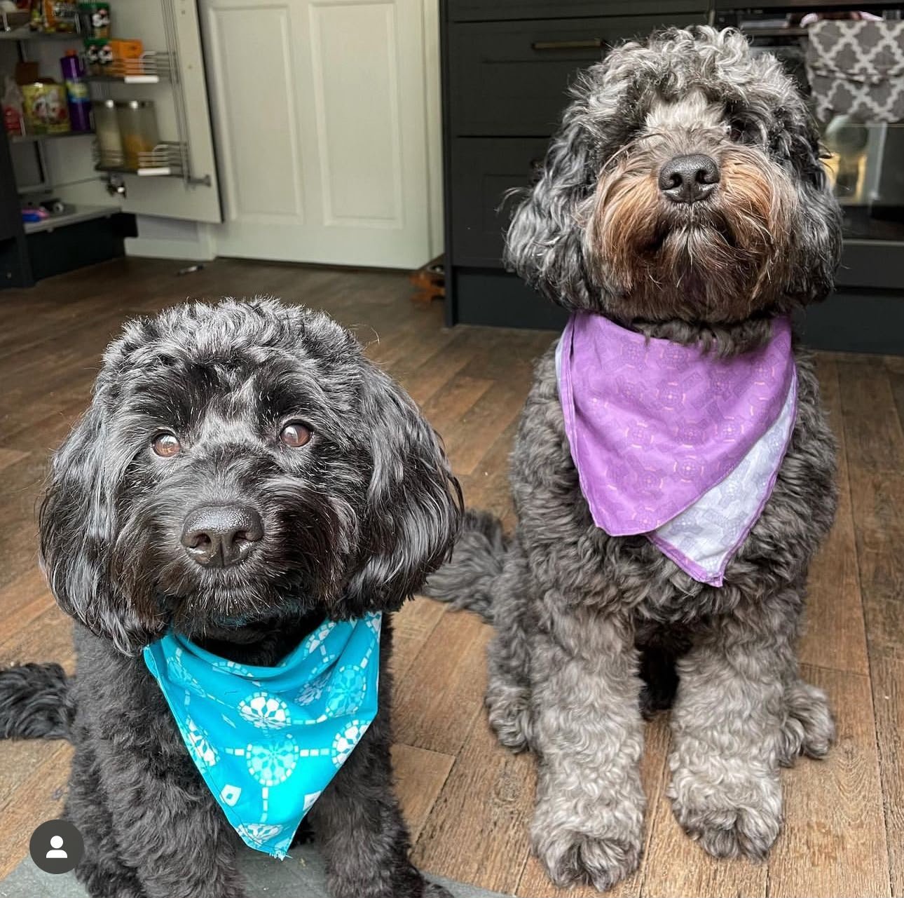 Help Leah & Andy Cover Kingsley's Emergency Surgery Costs campaign photo, 2 of 7