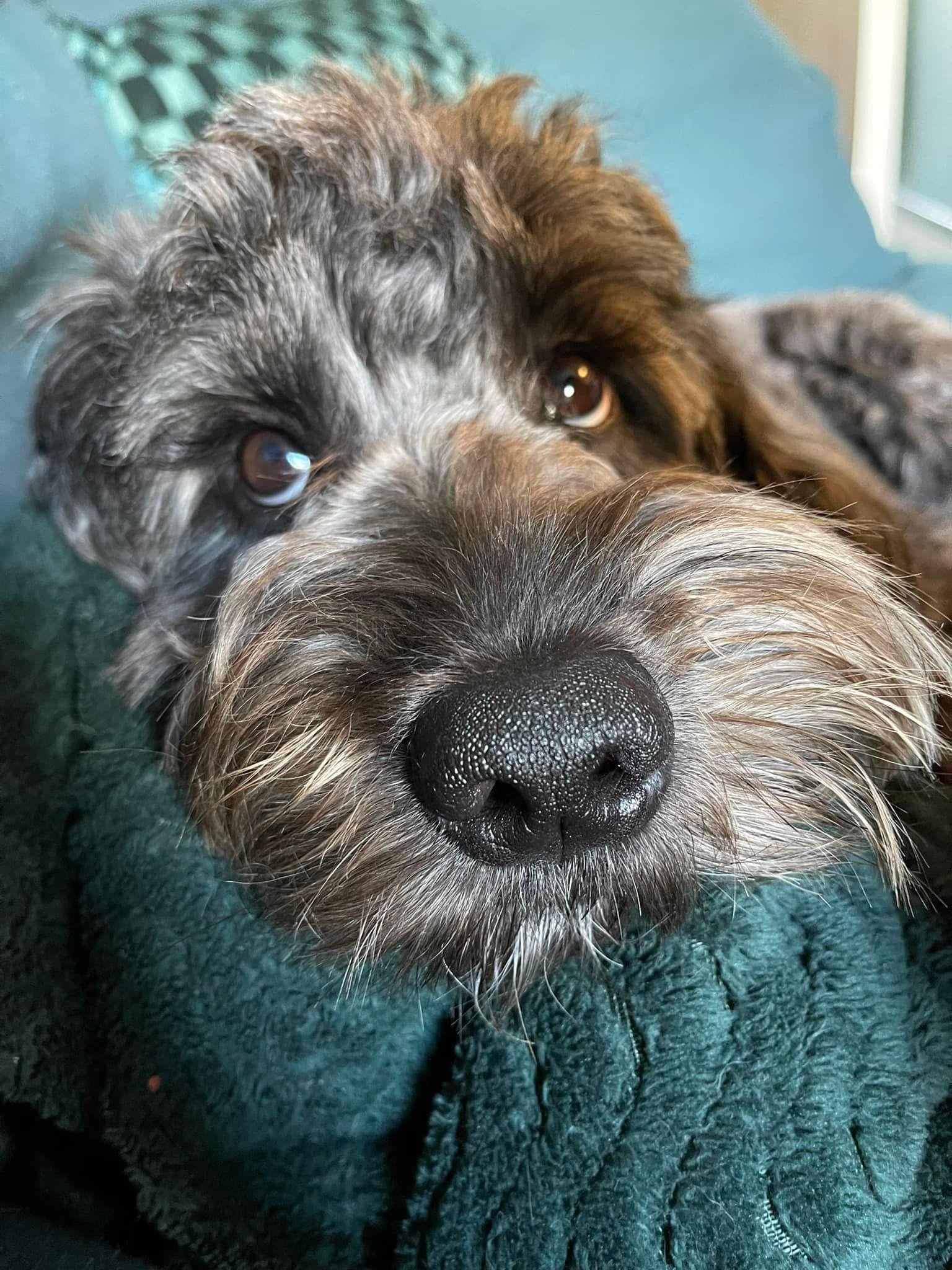 Help Leah & Andy Cover Kingsley's Emergency Surgery Costs campaign photo, 5 of 7