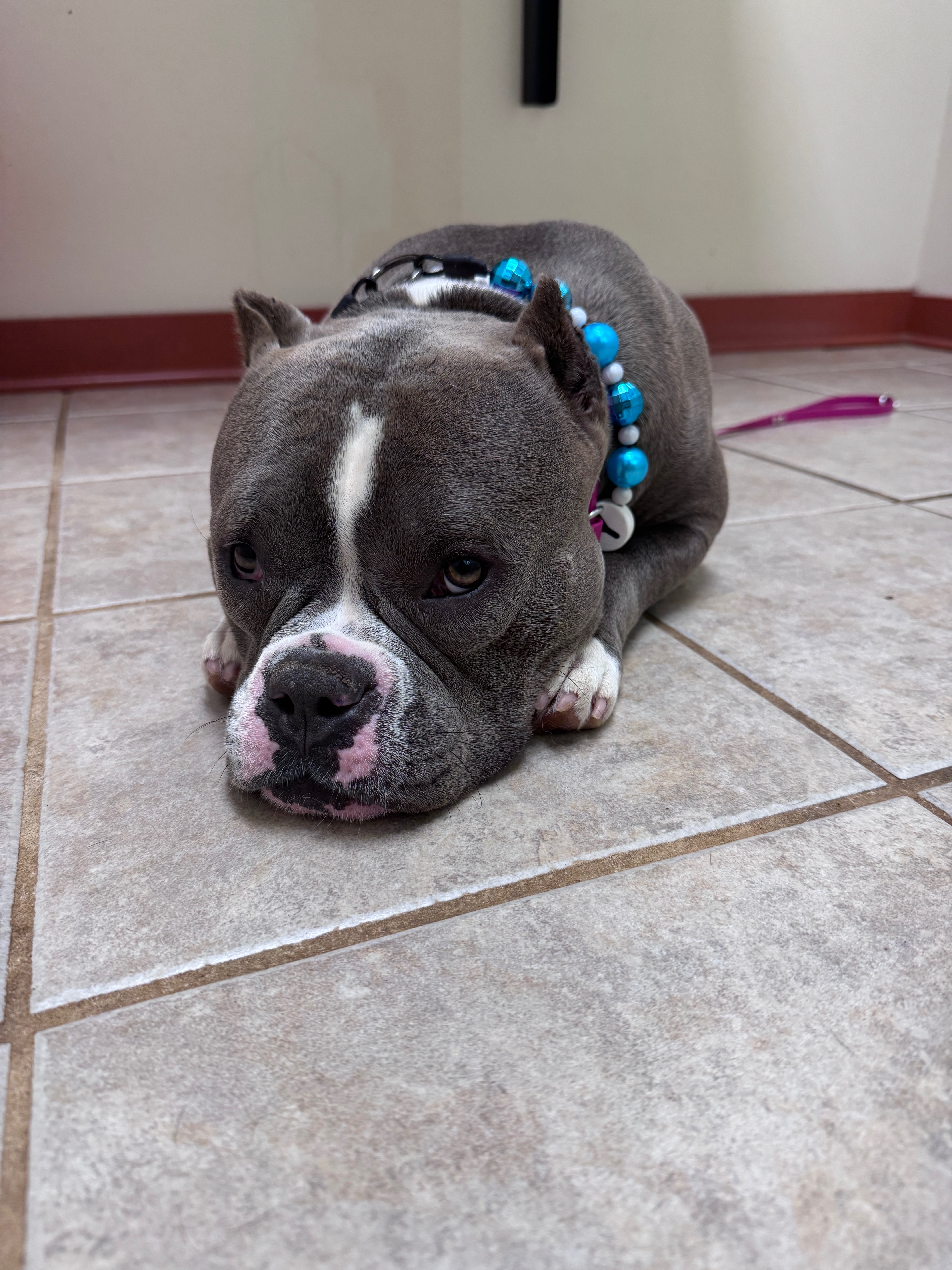Help Betty Get the Surgery She Deserves campaign photo, 6 of 7