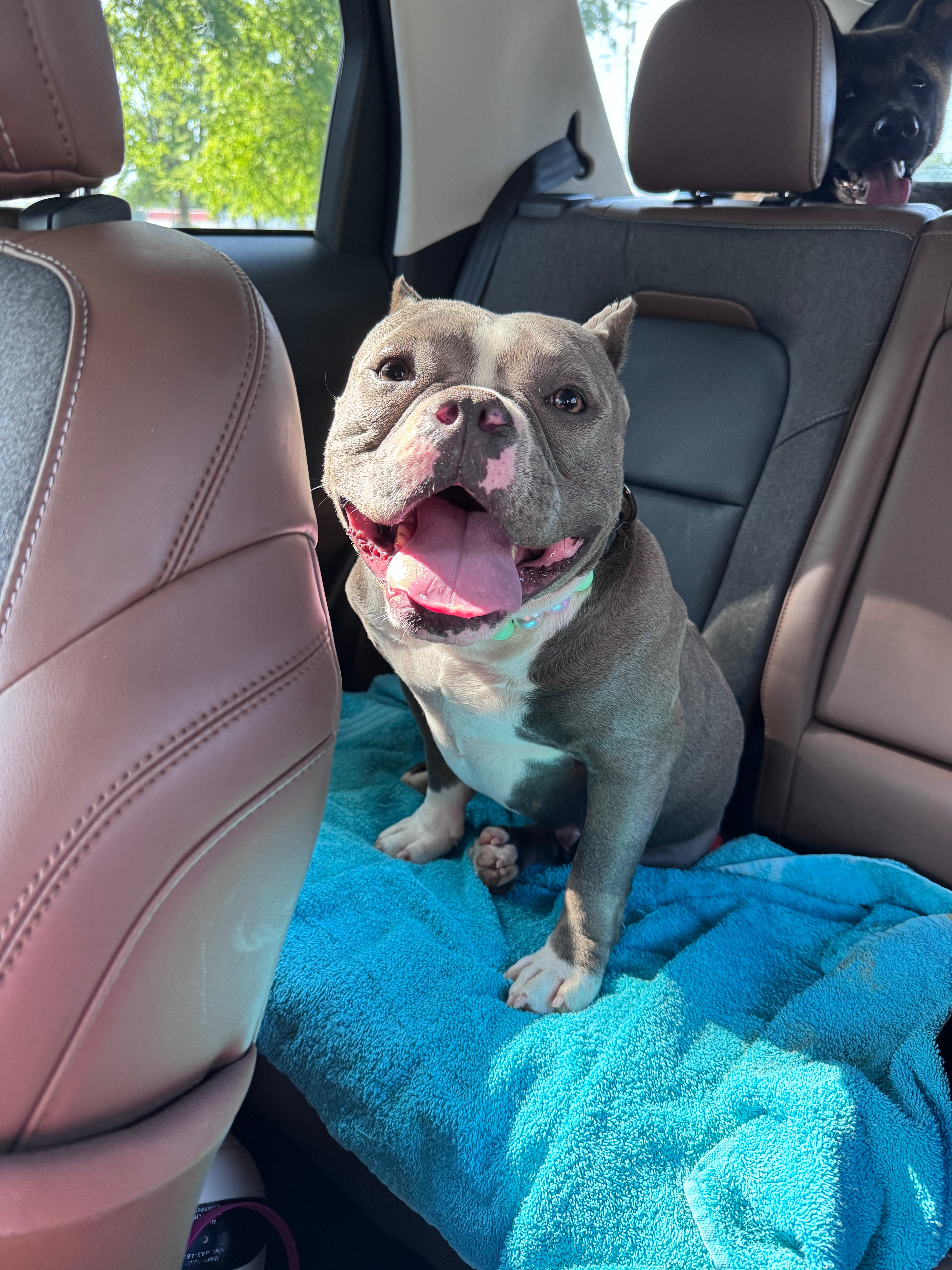 Help Betty Get the Surgery She Deserves campaign photo, 2 of 7