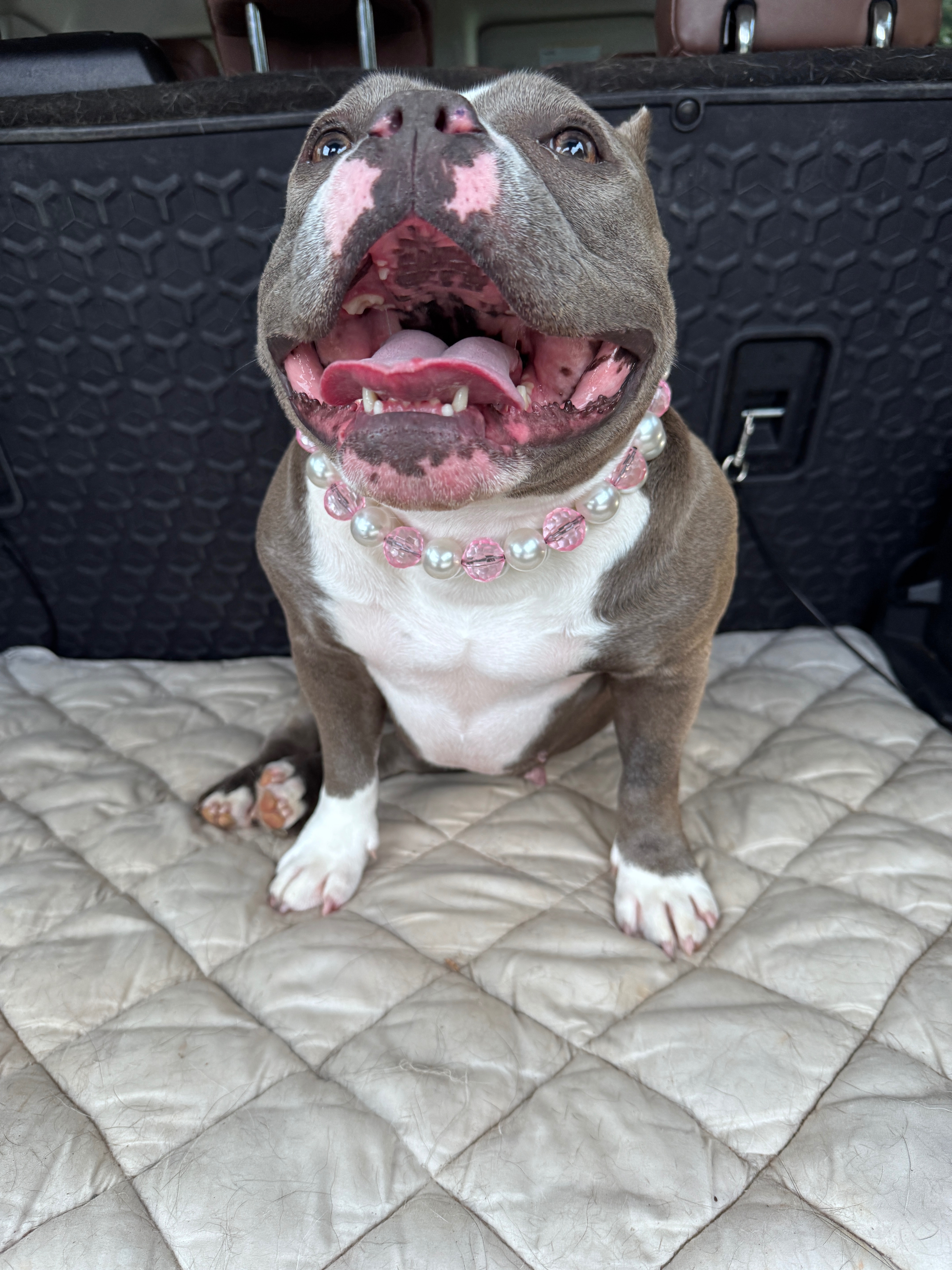Help Betty Get the Surgery She Deserves campaign photo, 5 of 7