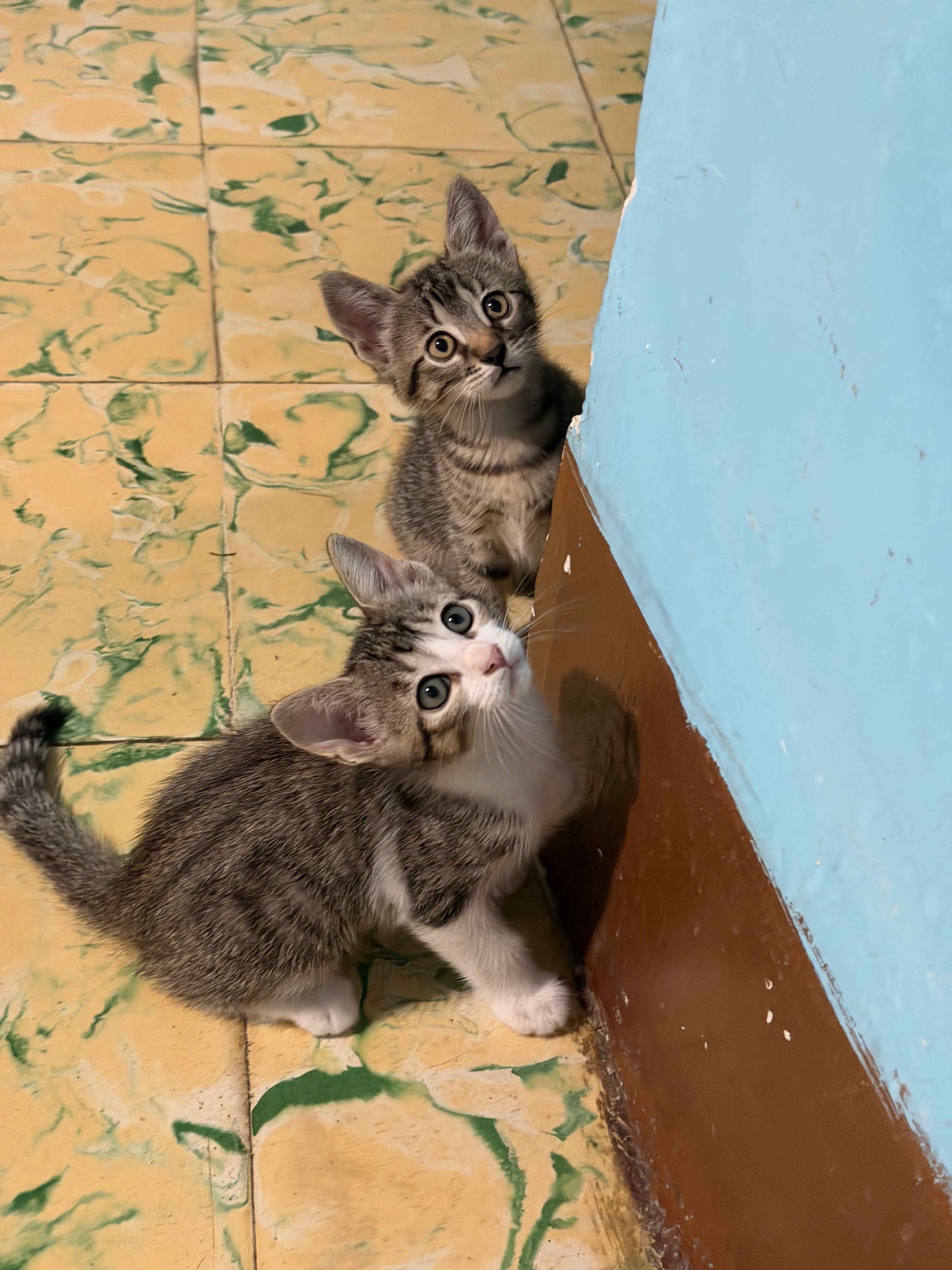 Gatitos rescatados campaign photo, 5 of 8