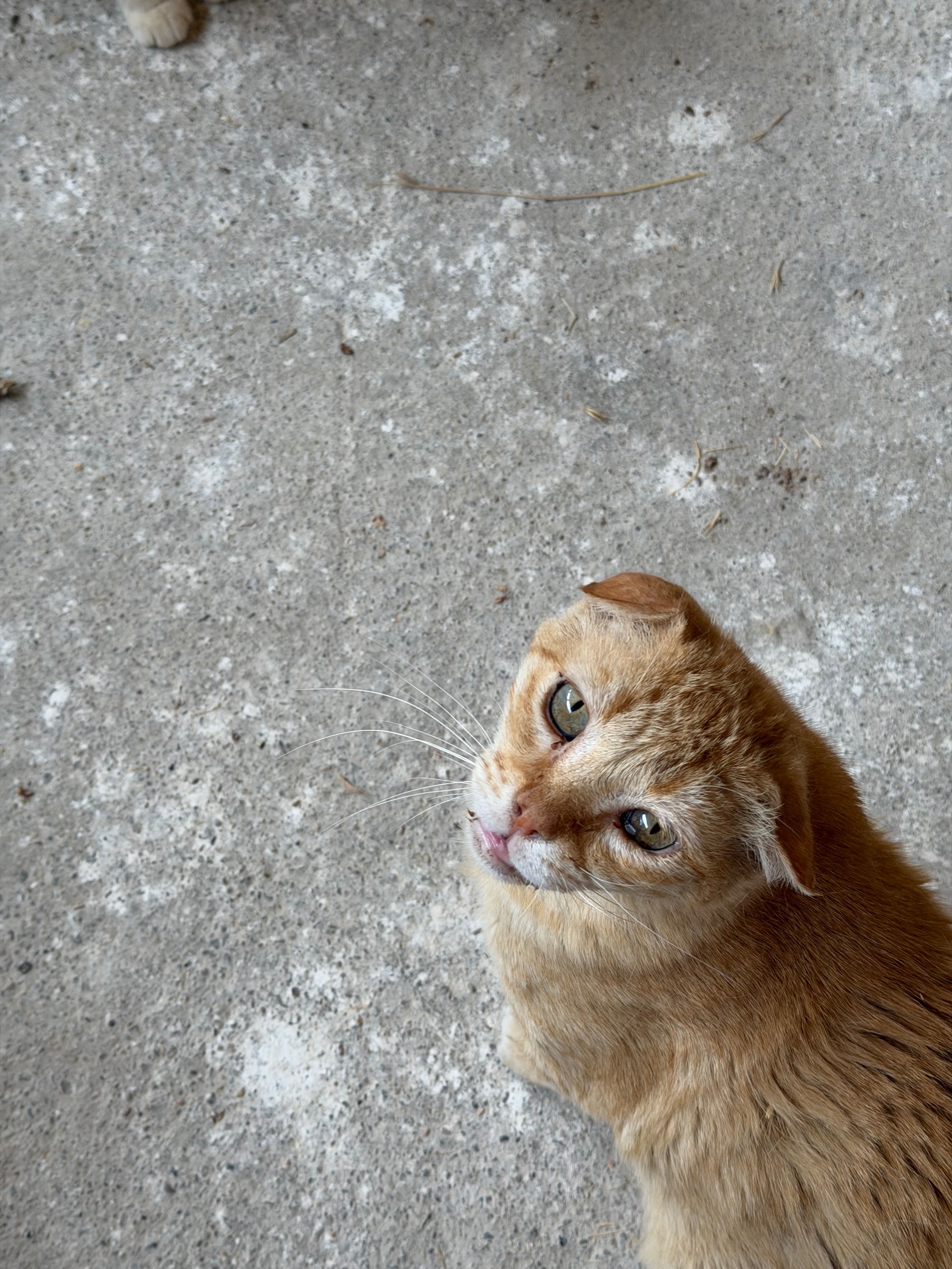 Gatitos rescatados campaign photo, 6 of 8