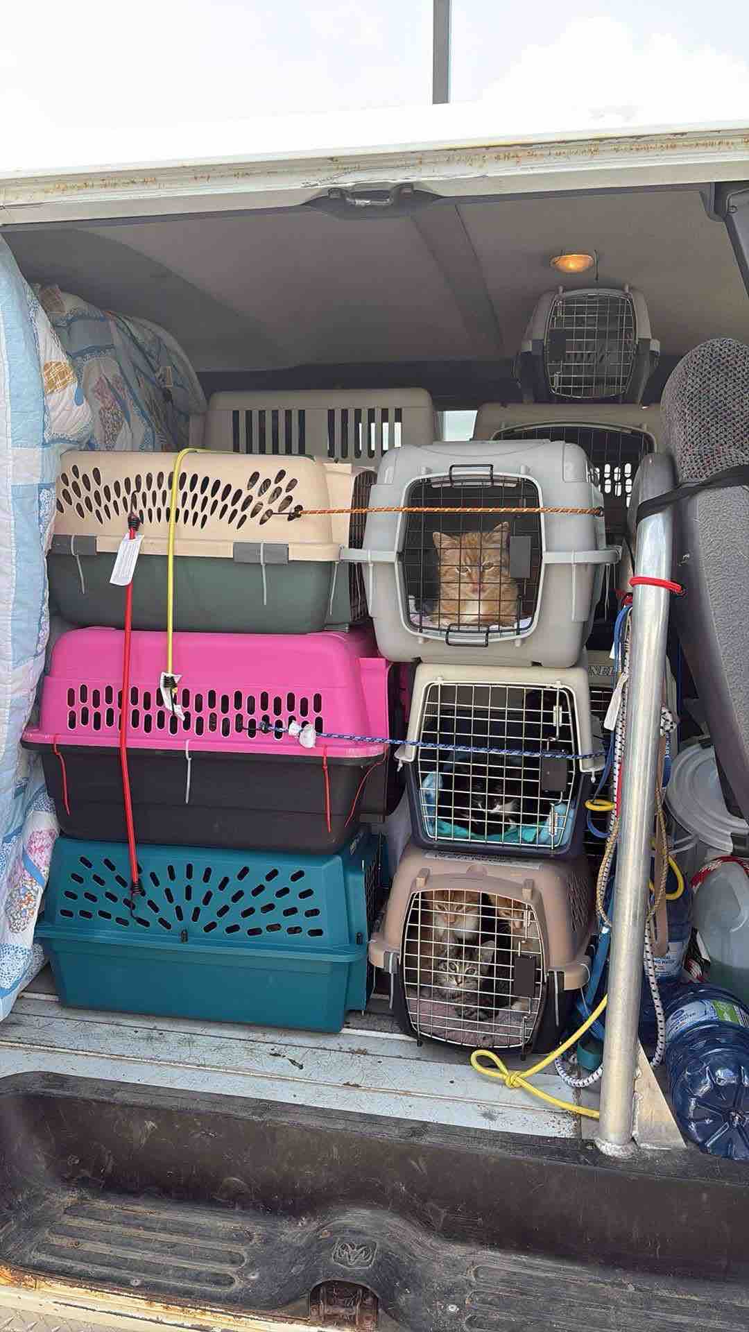 Critter comfort vehicle safety campaign photo, 11 of 12