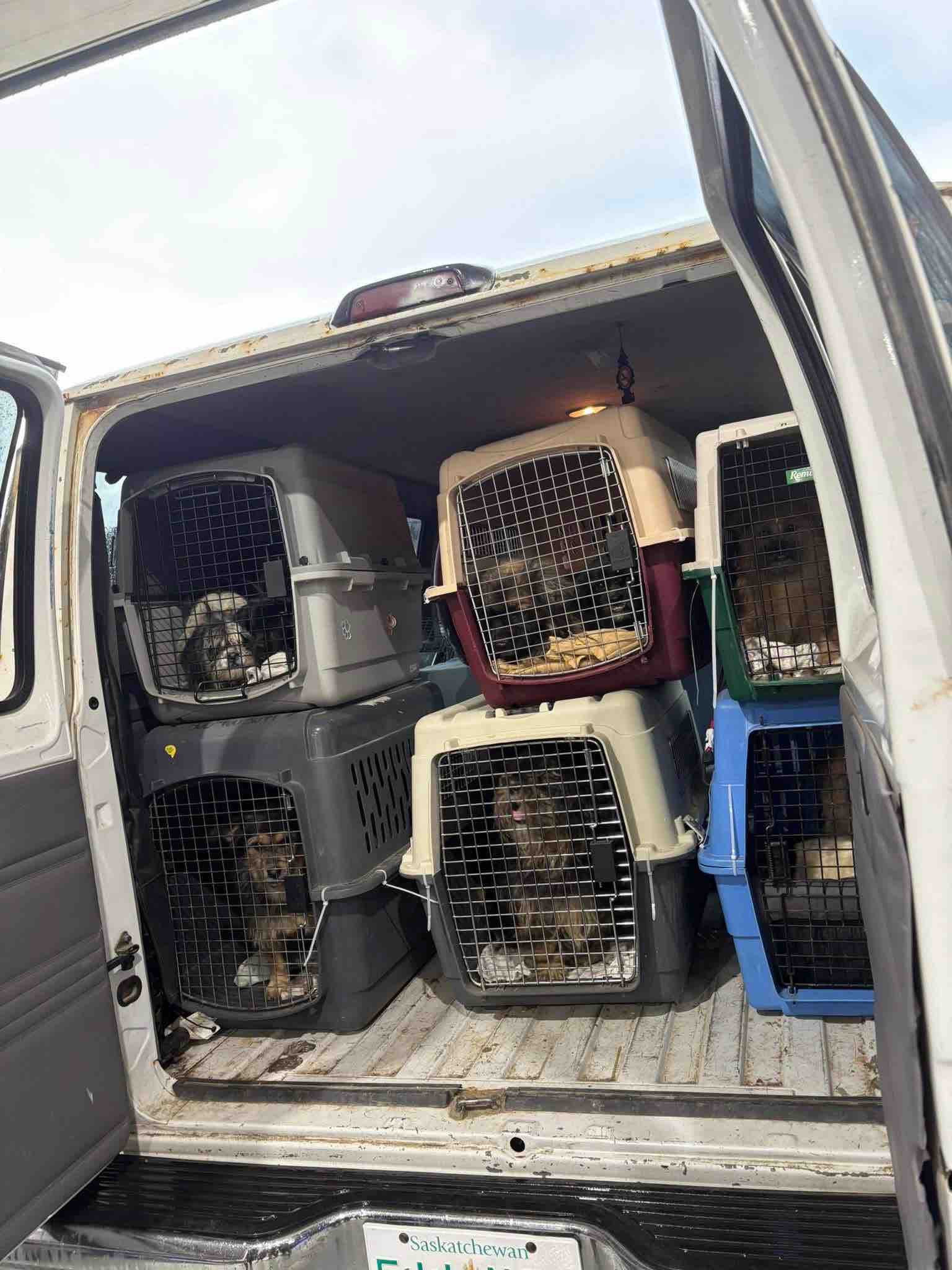 Critter comfort vehicle safety campaign photo, 2 of 12