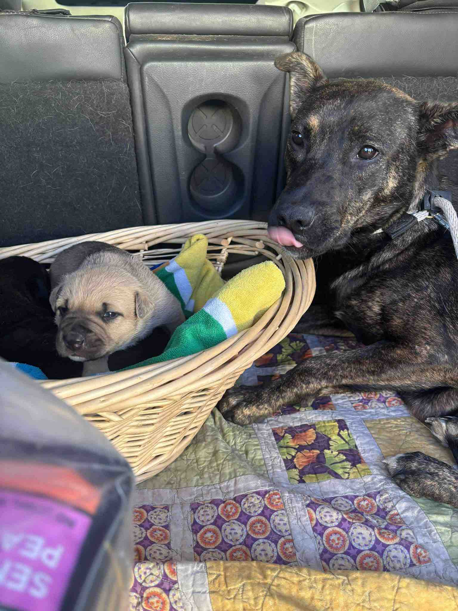 Critter comfort vehicle safety campaign photo, 4 of 12