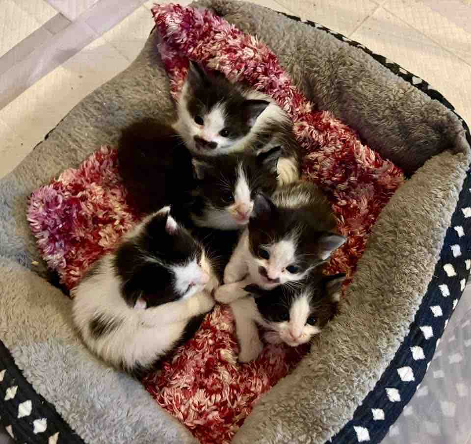 Critter comfort vehicle safety campaign photo, 6 of 12
