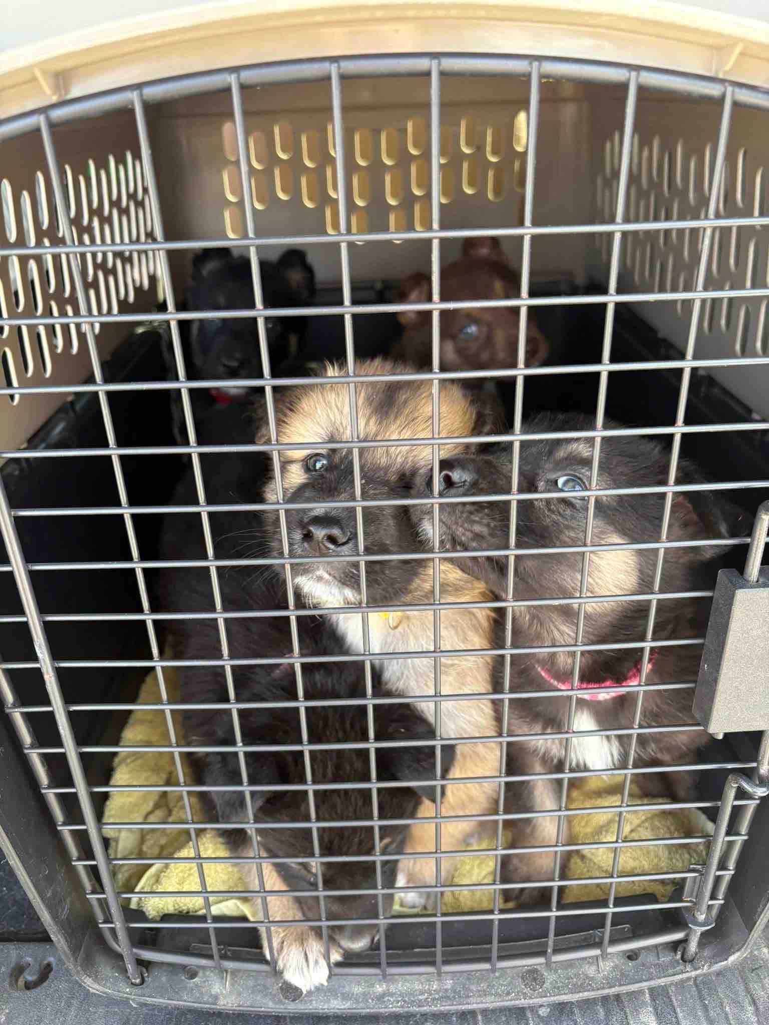 Critter comfort vehicle safety campaign photo, 8 of 12