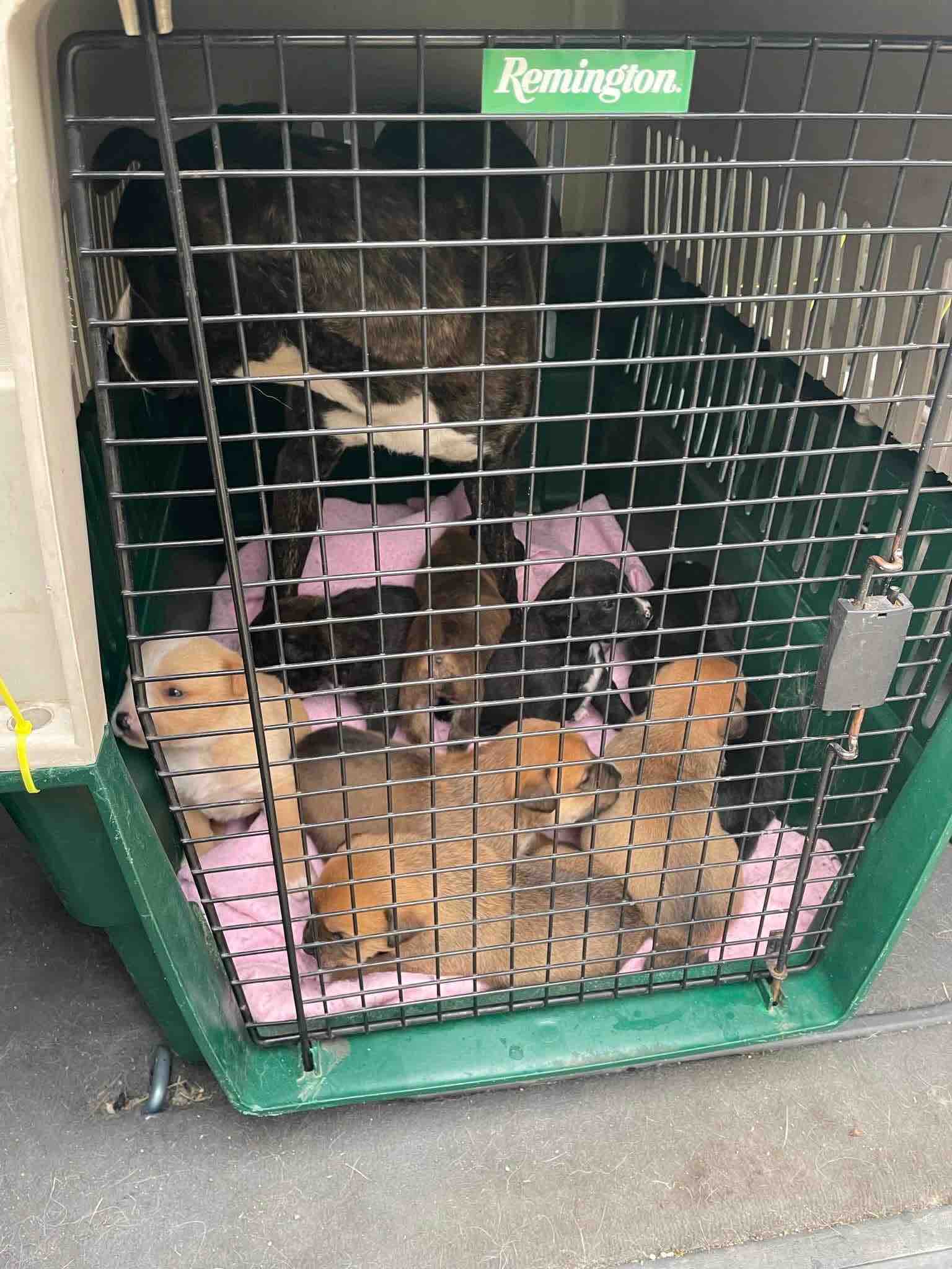 Critter comfort vehicle safety campaign photo, 10 of 12
