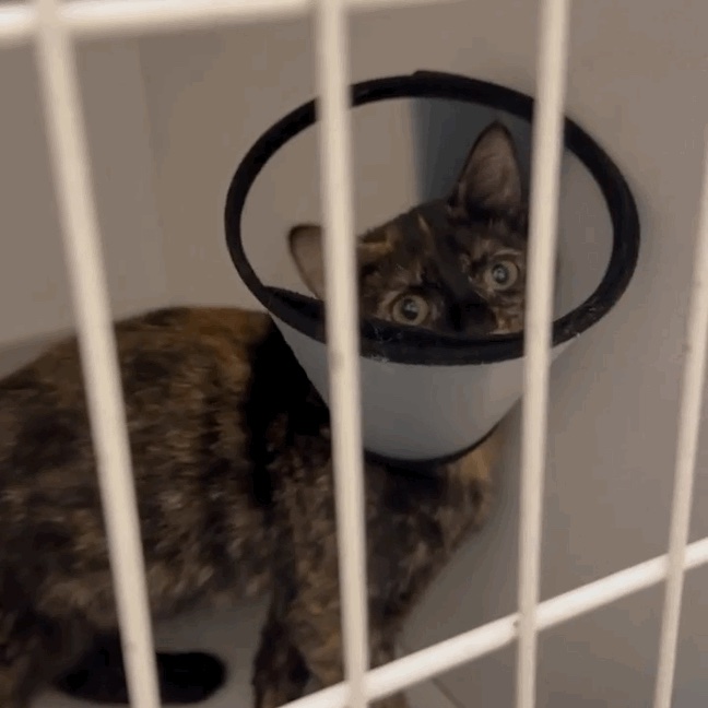 BRONX WAS RUSHED TO THE EMERGENCY IN PAIN! campaign photo, 4 of 5