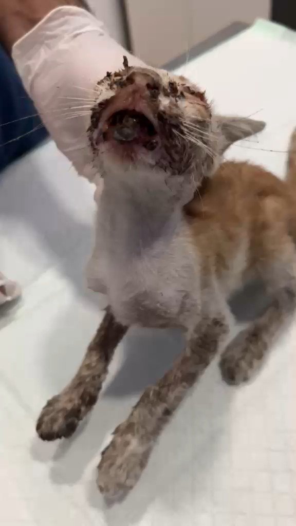 Vet bill fund for Ronald's cats campaign photo, 2 of 8