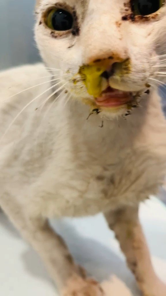 Vet bill fund for Ronald's cats campaign photo, 4 of 8