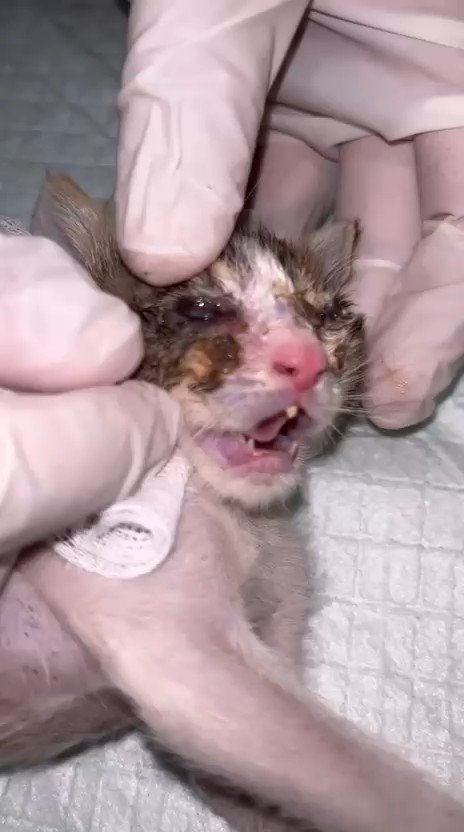 Vet bill fund for Ronald's cats campaign photo, 5 of 8