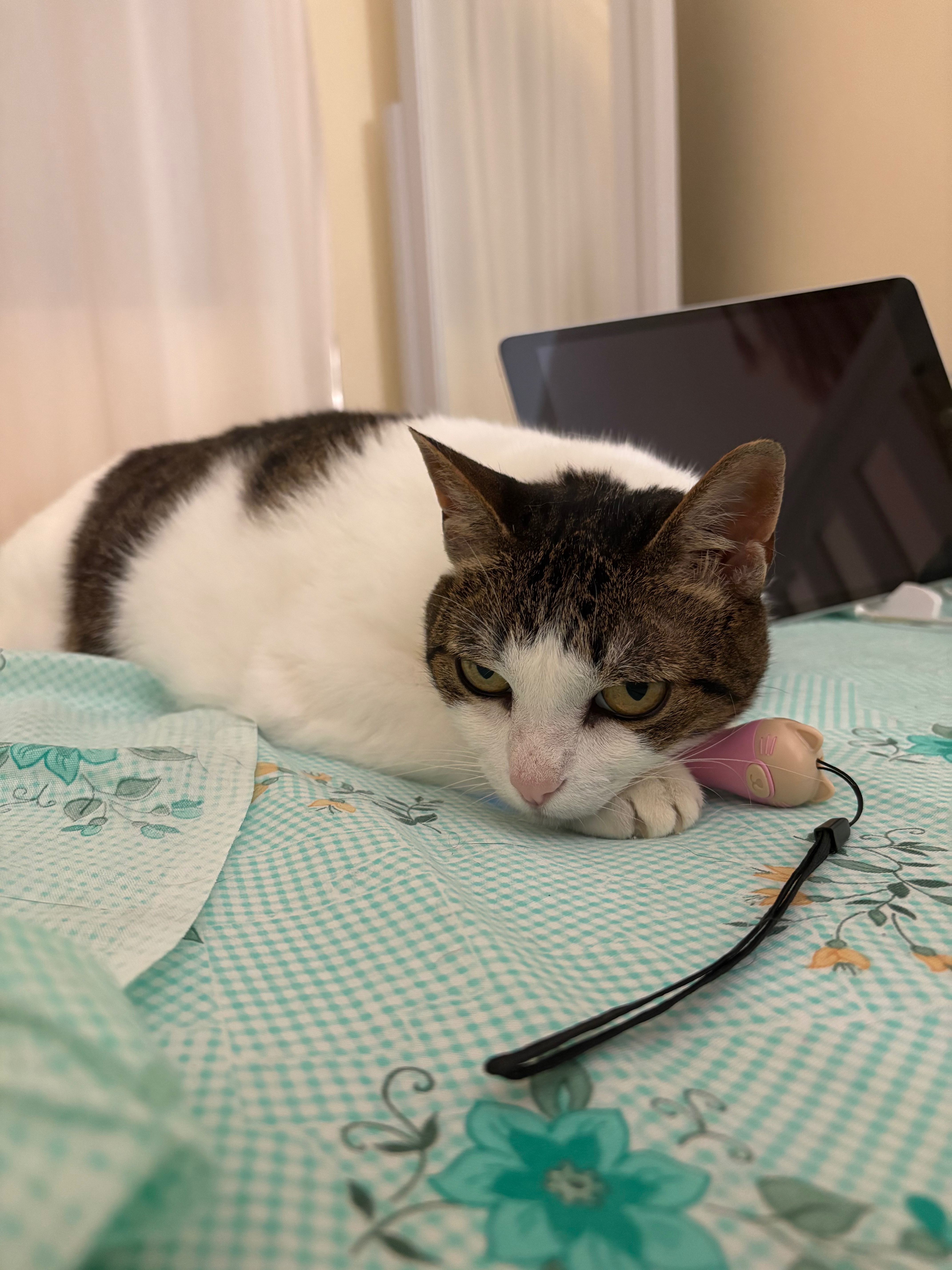 Help me pay my bills and feed my animals please! campaign photo, 2 of 8