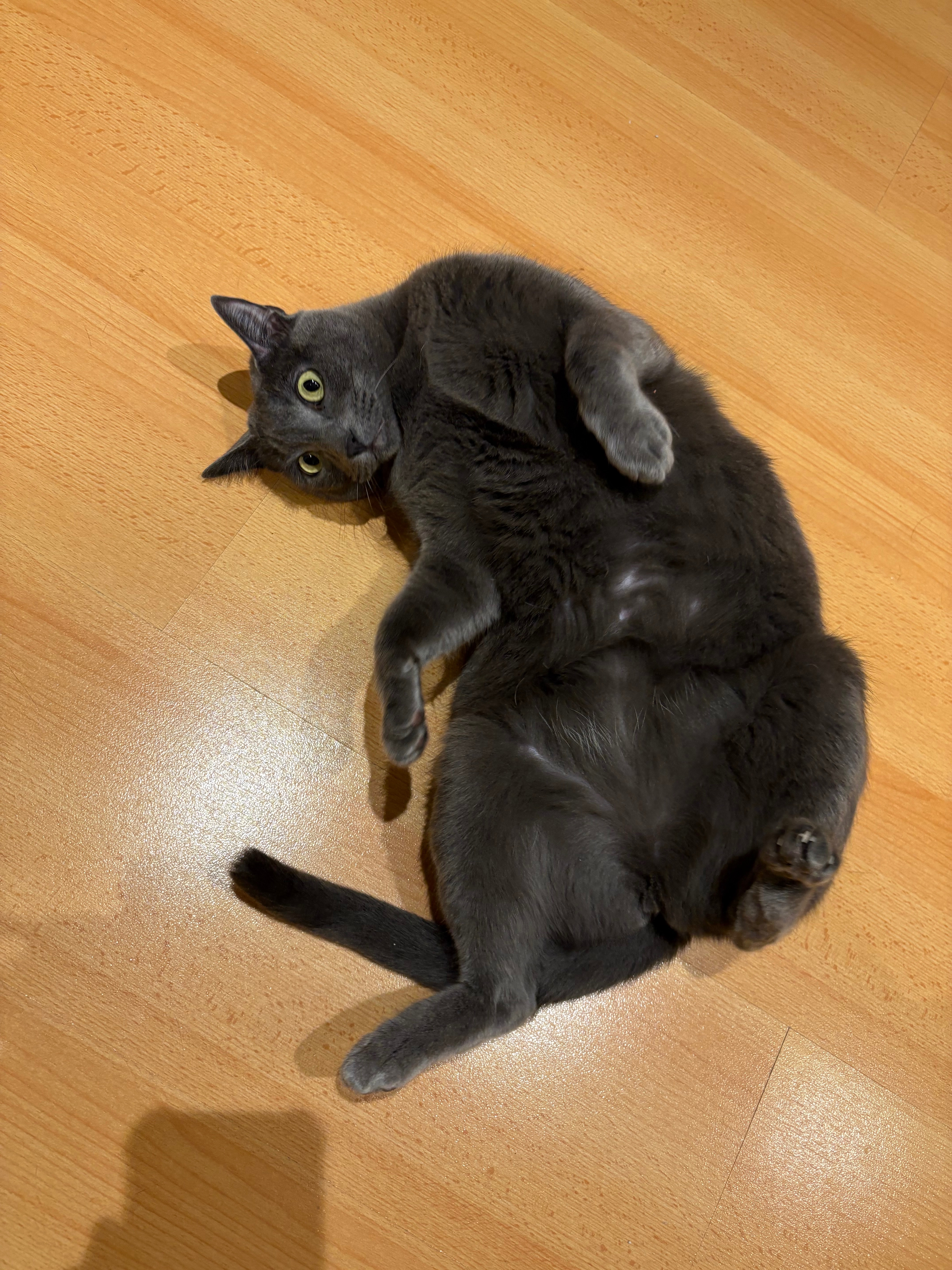 Help me pay my bills and feed my animals please! campaign photo, 4 of 8