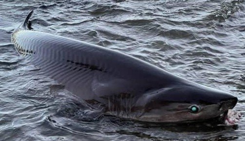 Help Protect Fishing Rights in Puget Sound campaign photo, 2 of 7