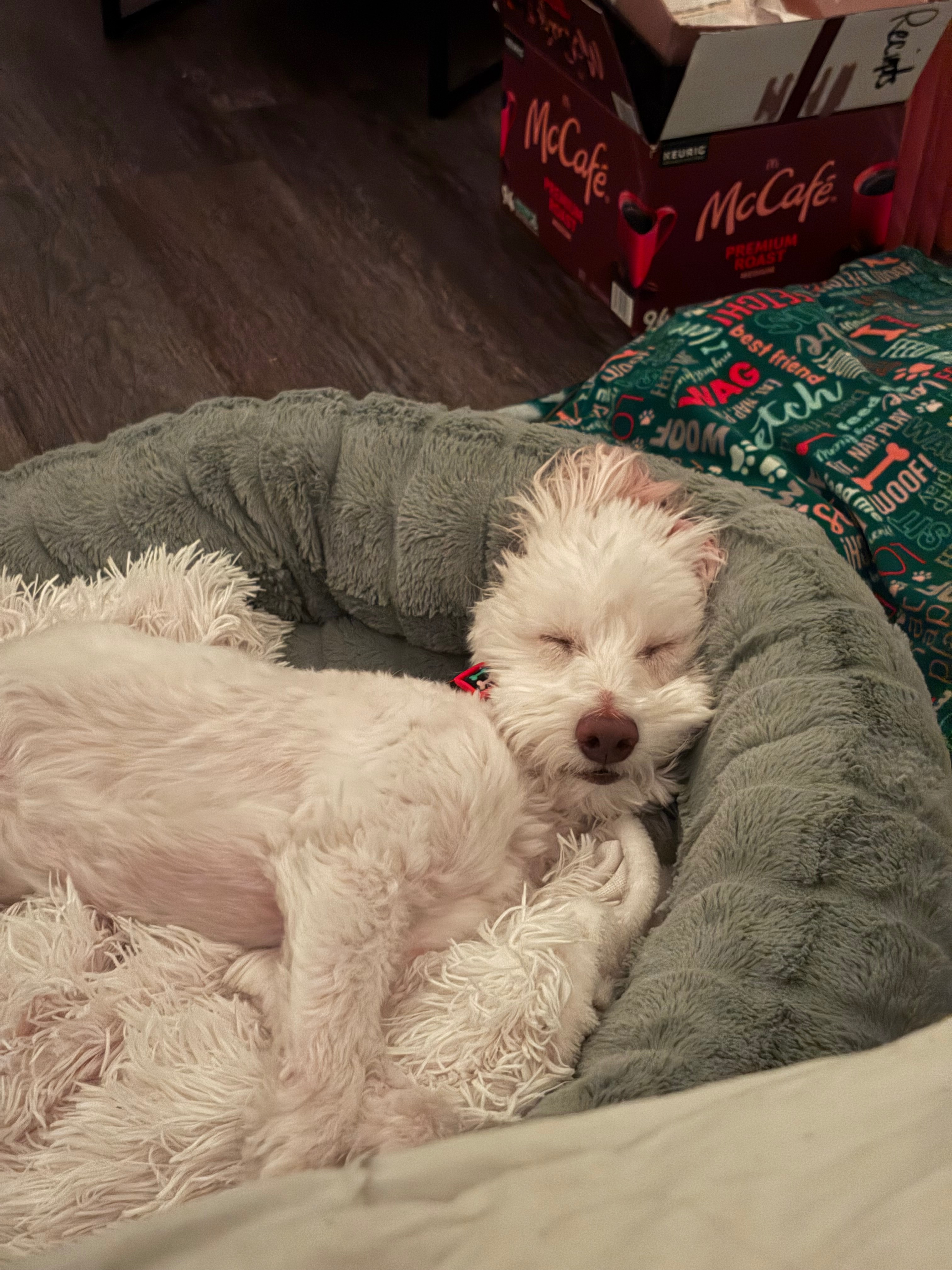 Help My Dog Fight Splenic Hemangiosarcoma campaign photo, 6 of 9