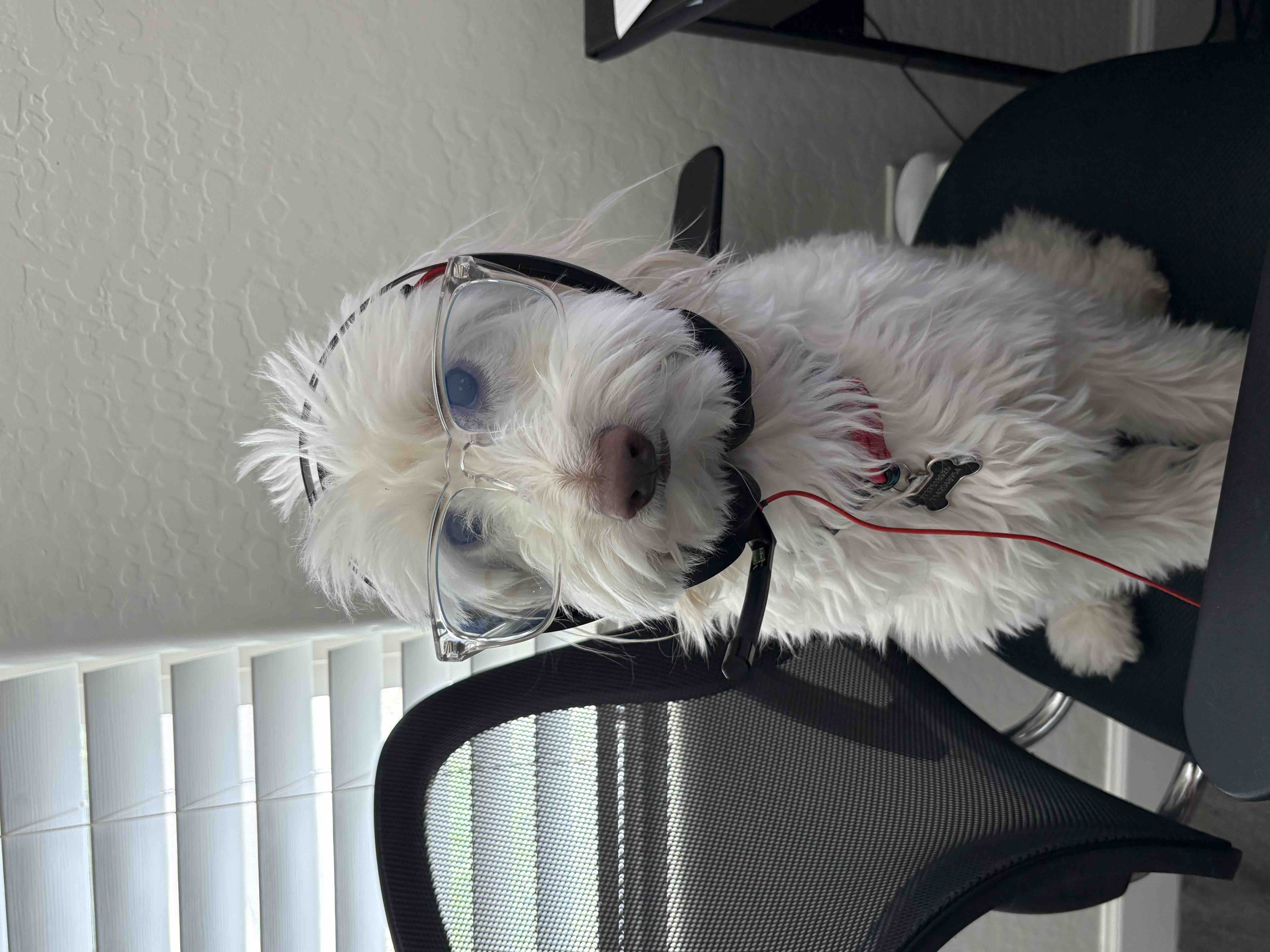 Help My Dog Fight Splenic Hemangiosarcoma campaign photo, 7 of 9