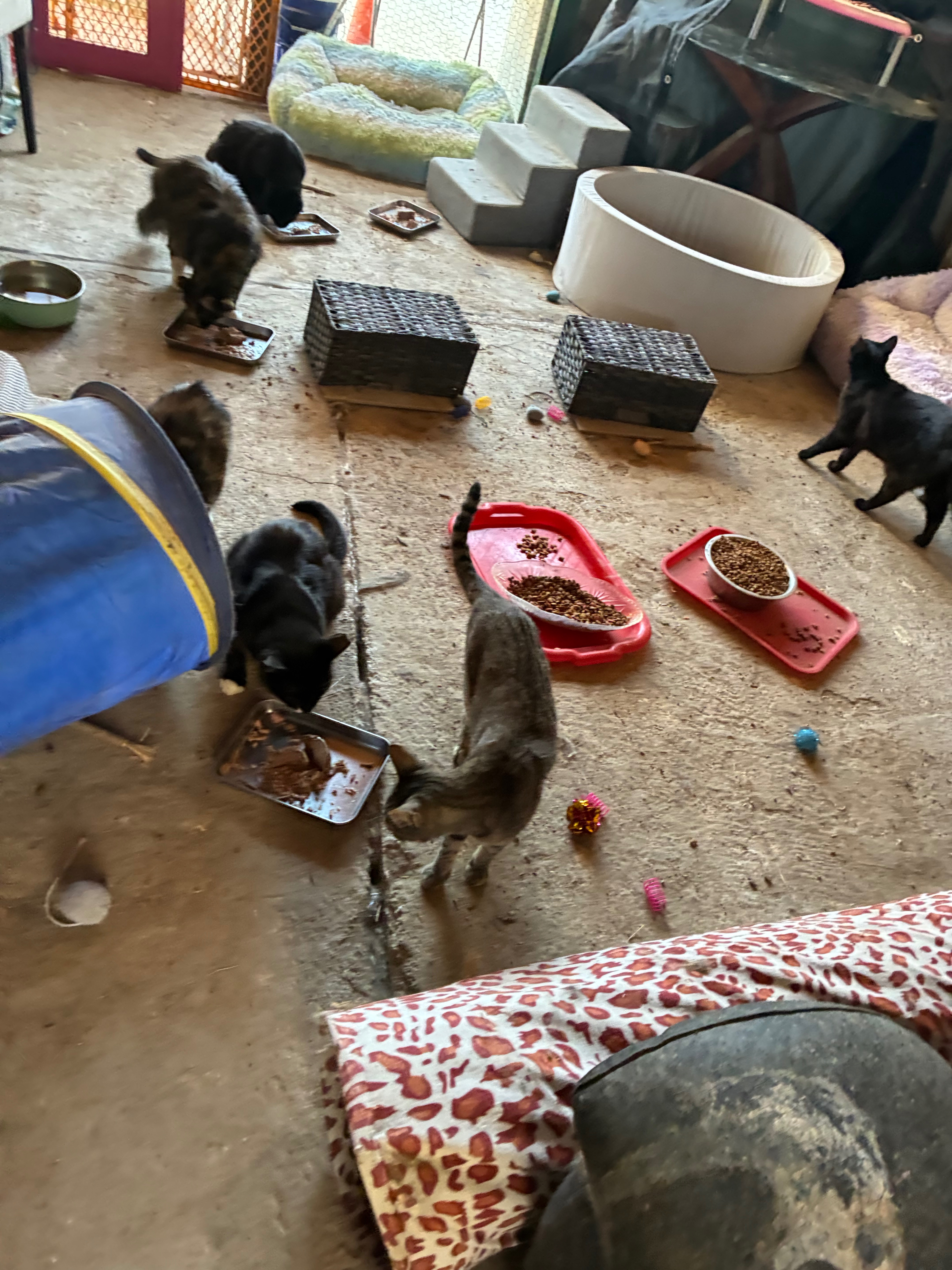 Foto de la recaudación de fondos Help Us Move and Save Our Feral Cat Family, 7 de 8