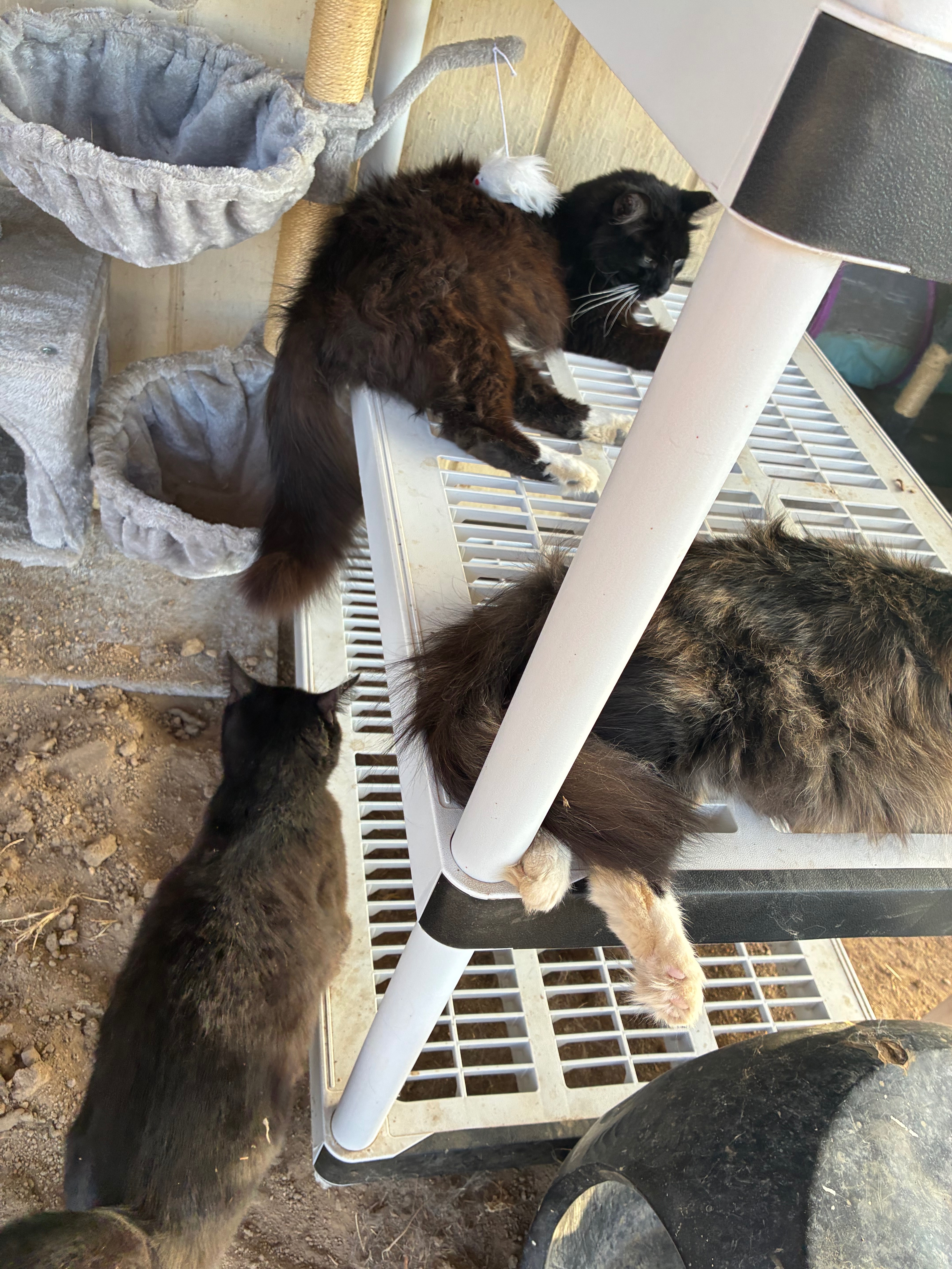 Foto de la recaudación de fondos Help Us Move and Save Our Feral Cat Family, 2 de 8