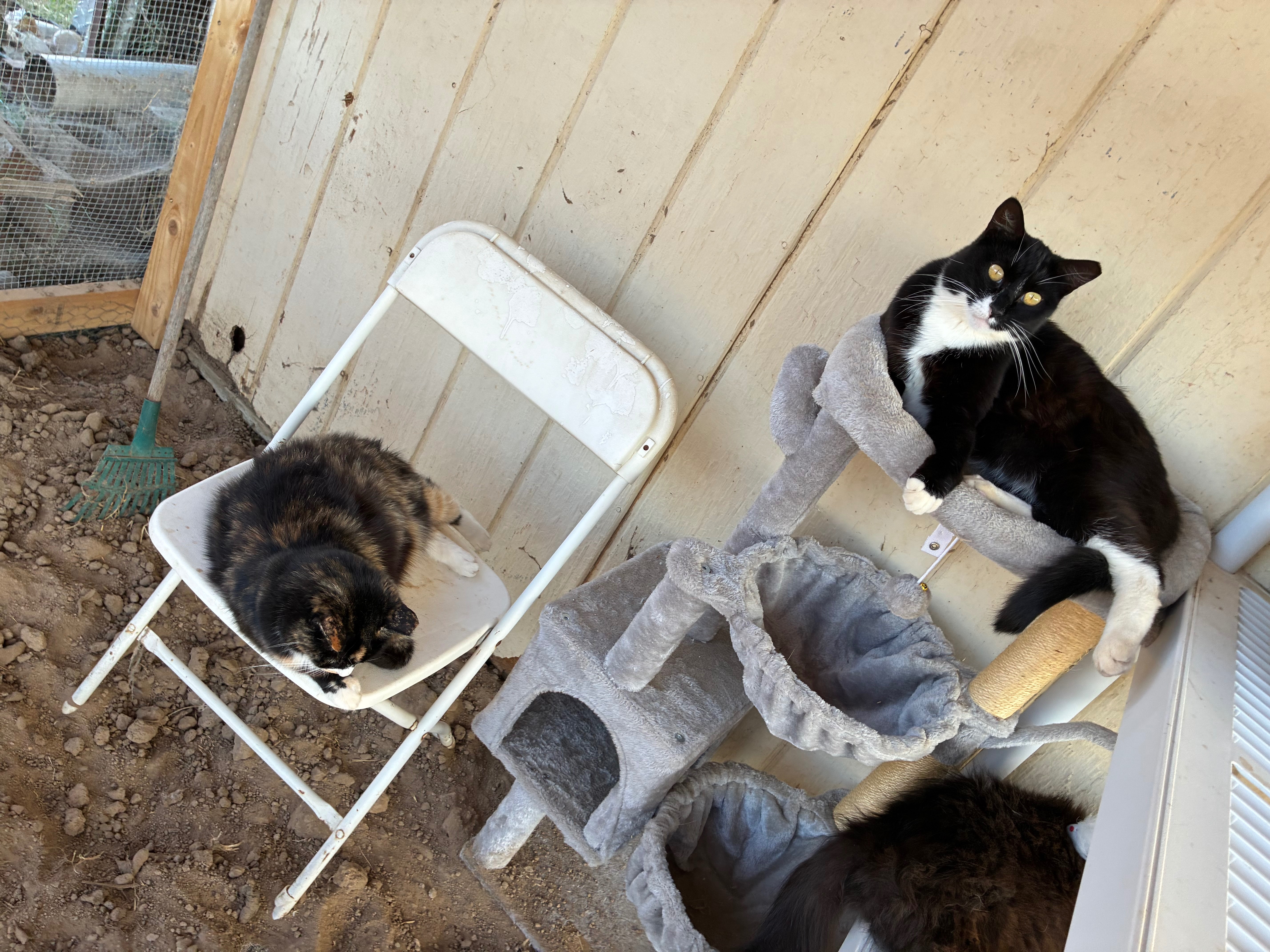 Foto de la recaudación de fondos Help Us Move and Save Our Feral Cat Family, 4 de 8