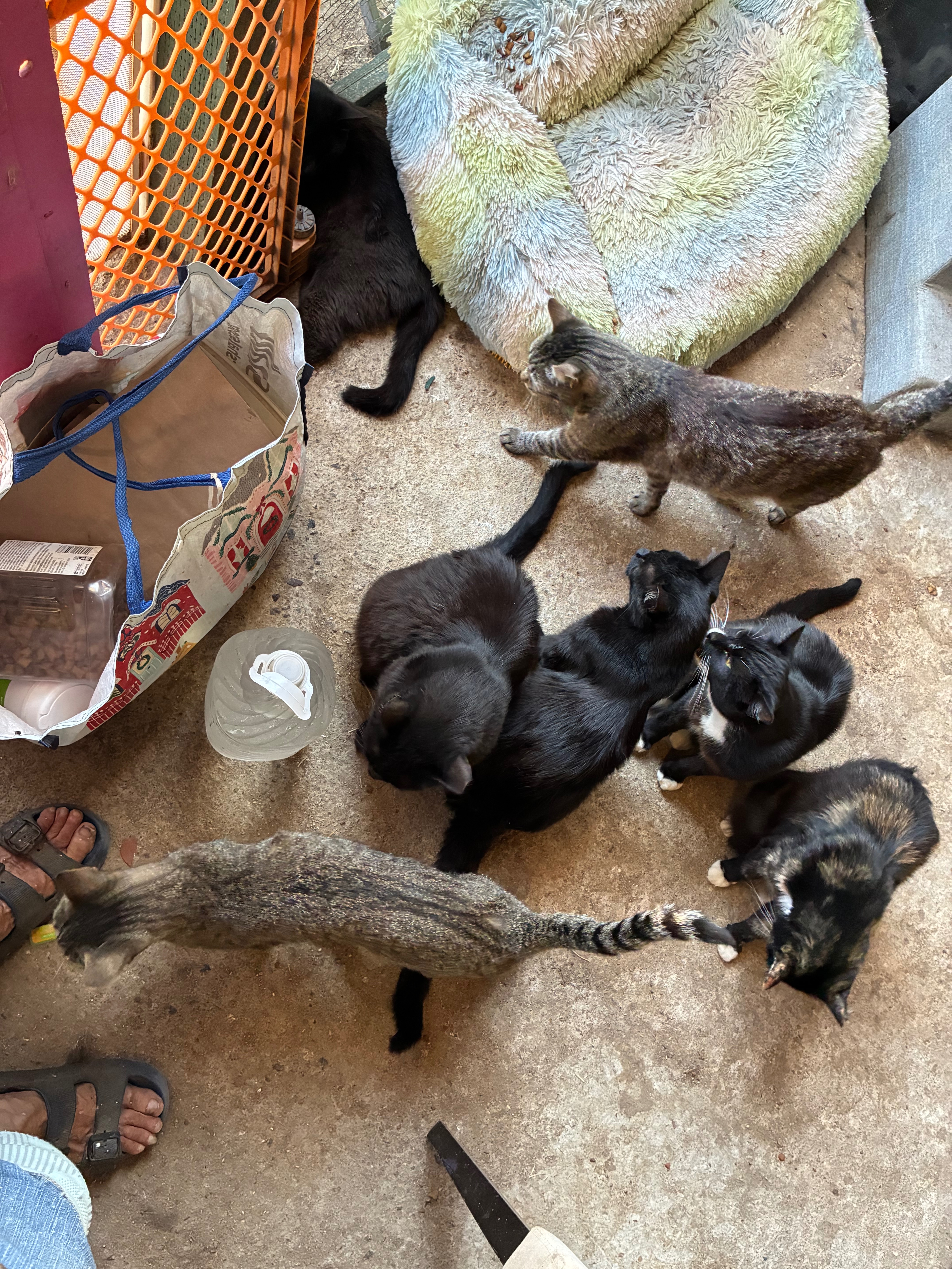 Foto de la recaudación de fondos Help Us Move and Save Our Feral Cat Family, 5 de 8