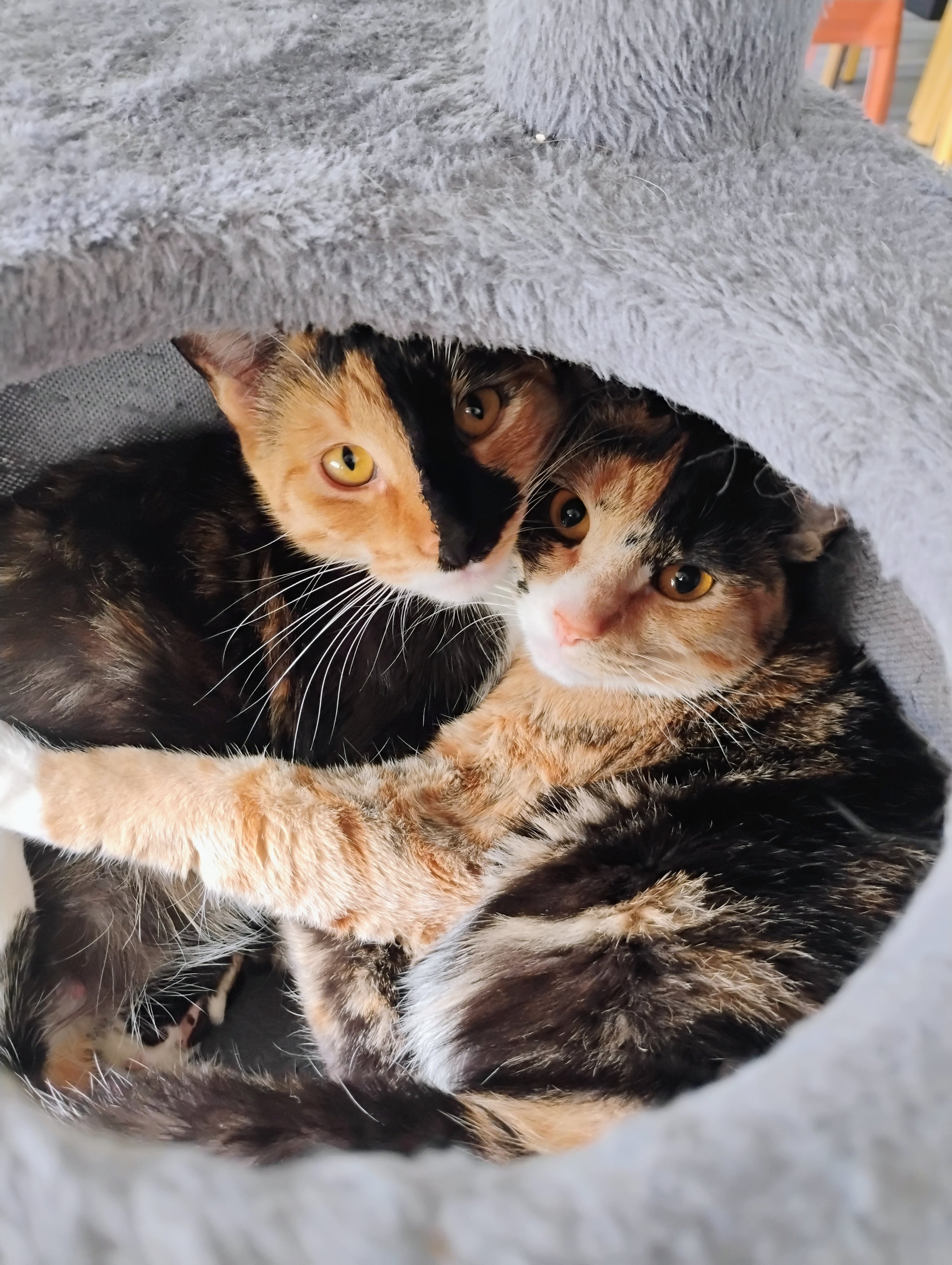 Cover costs for Ivy's Spiral Tibia Fracture Surgery campaign photo, 2 of 5