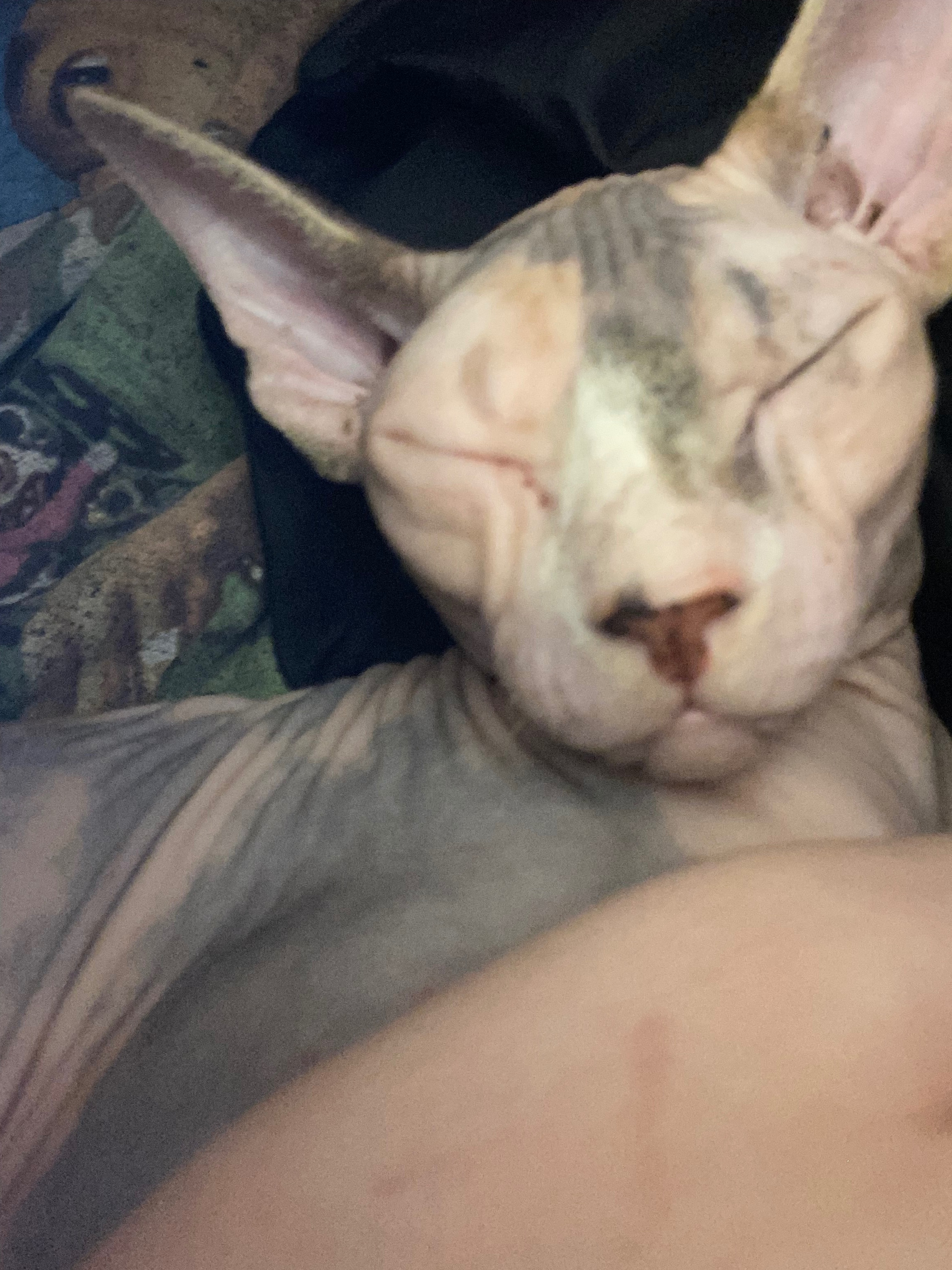 Help us save our beloved cat after emergency surgery complic campaign photo, 4 of 5