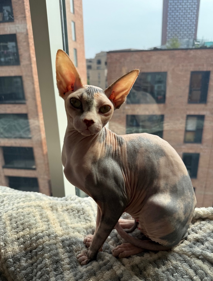 Help us save our beloved cat after emergency surgery complic campaign photo, 2 of 5