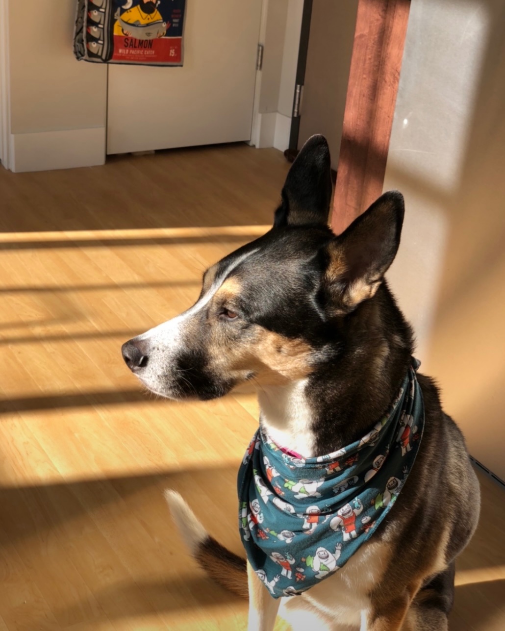 Help Beloved Service Dog Get Urgent Surgery and Cardiac Care campaign photo, 7 of 8