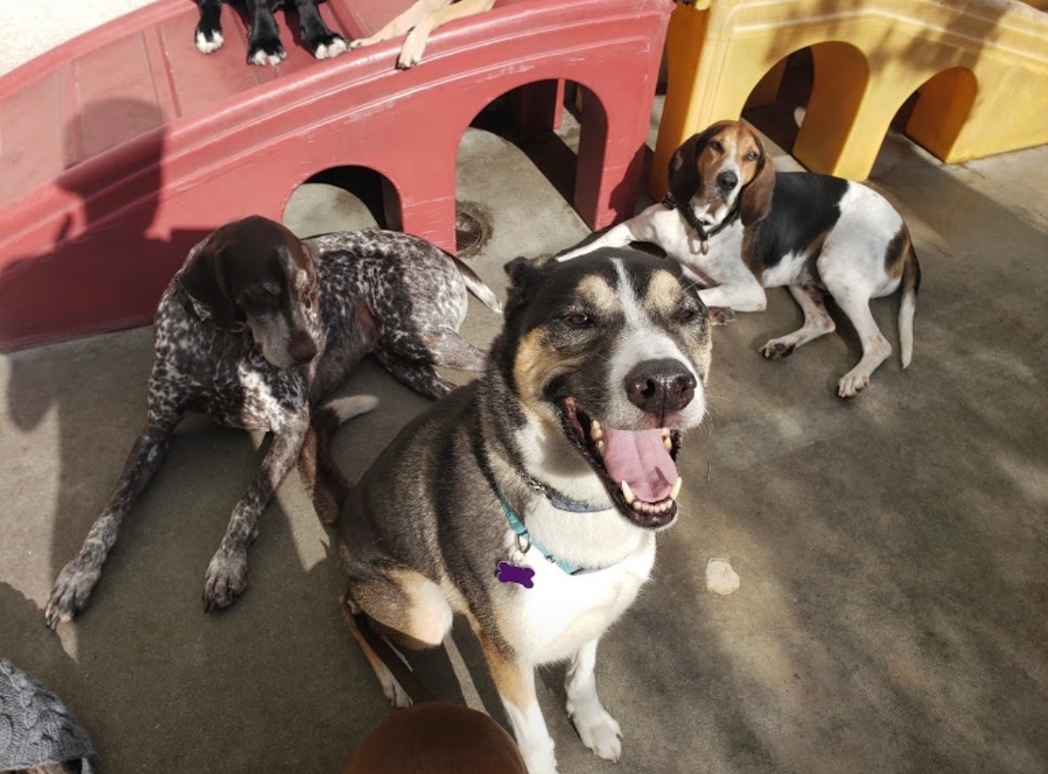 Help Beloved Service Dog Get Urgent Surgery and Cardiac Care campaign photo, 2 of 8