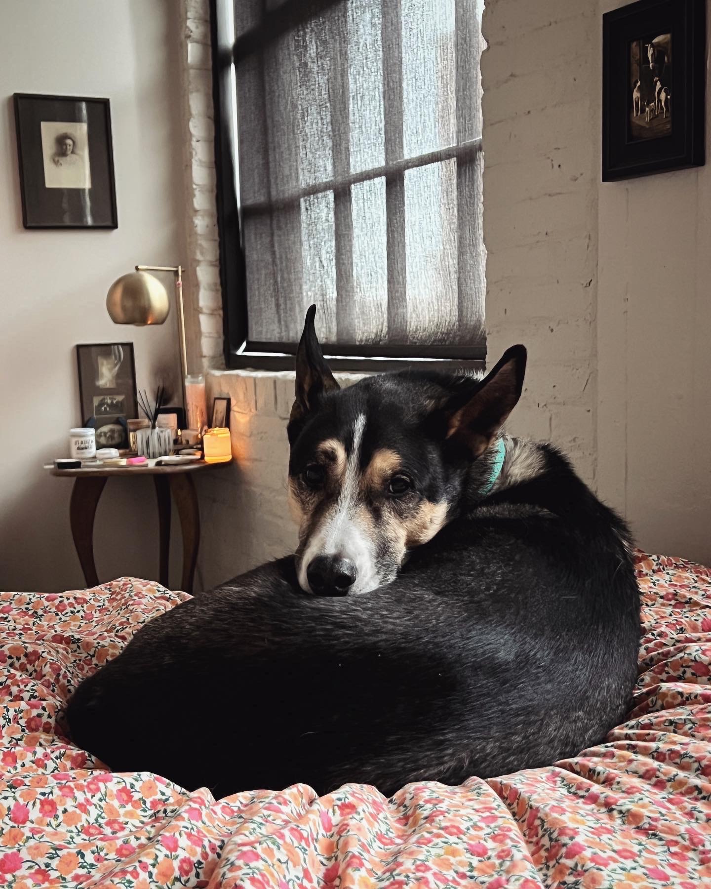 Help Beloved Service Dog Get Urgent Surgery and Cardiac Care campaign photo, 4 of 8