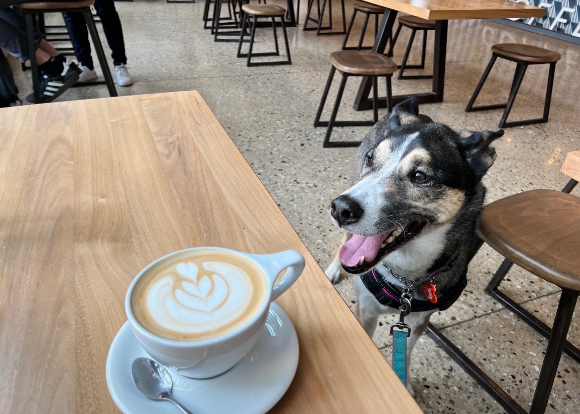 Help Beloved Service Dog Get Urgent Surgery and Cardiac Care campaign photo, 5 of 8