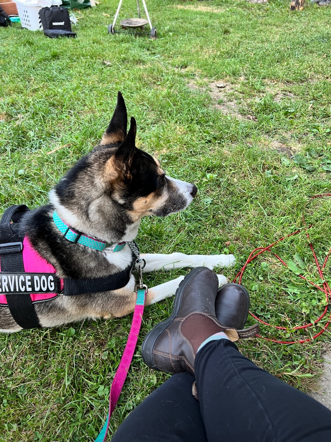 Help Beloved Service Dog Get Urgent Surgery and Cardiac Care campaign photo, 6 of 8