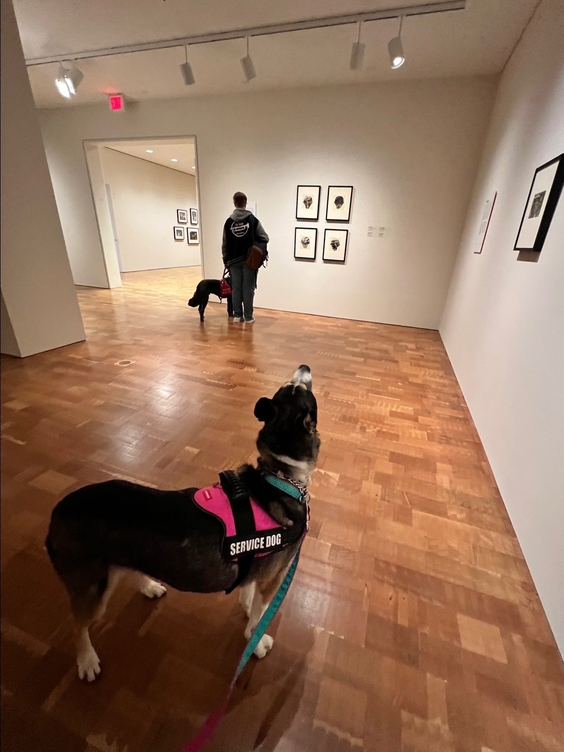 Help Beloved Service Dog Get Urgent Surgery and Cardiac Care campaign photo, 4 of 8