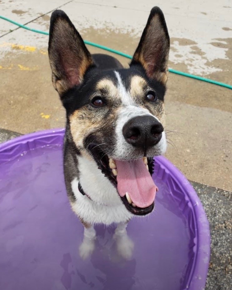 Help Beloved Service Dog Get Urgent Surgery and Cardiac Care campaign photo, 5 of 8