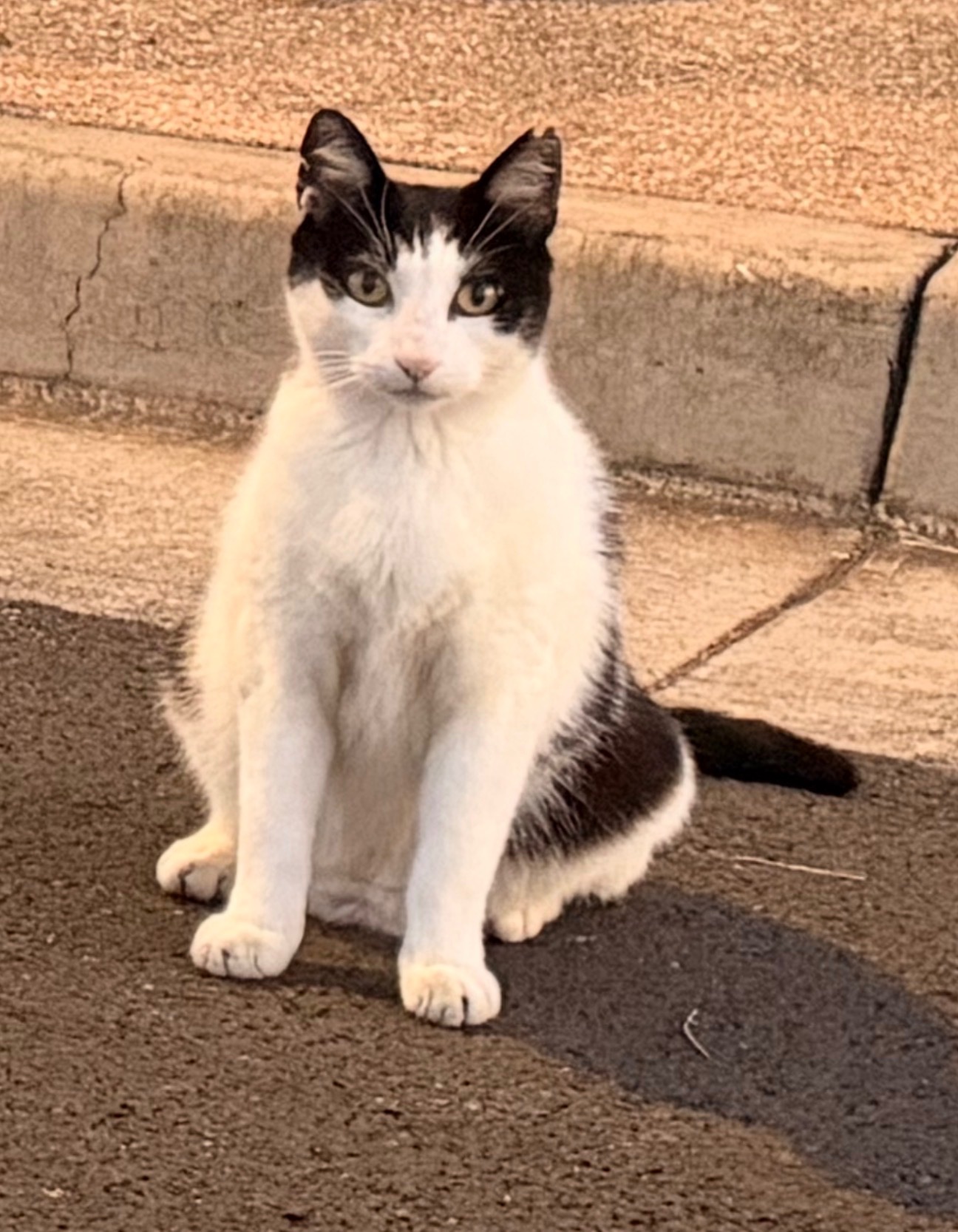 Photo de la campagne Help Oʻahu’s Forgotten Cats Get Care and Safety, 7 sur 8