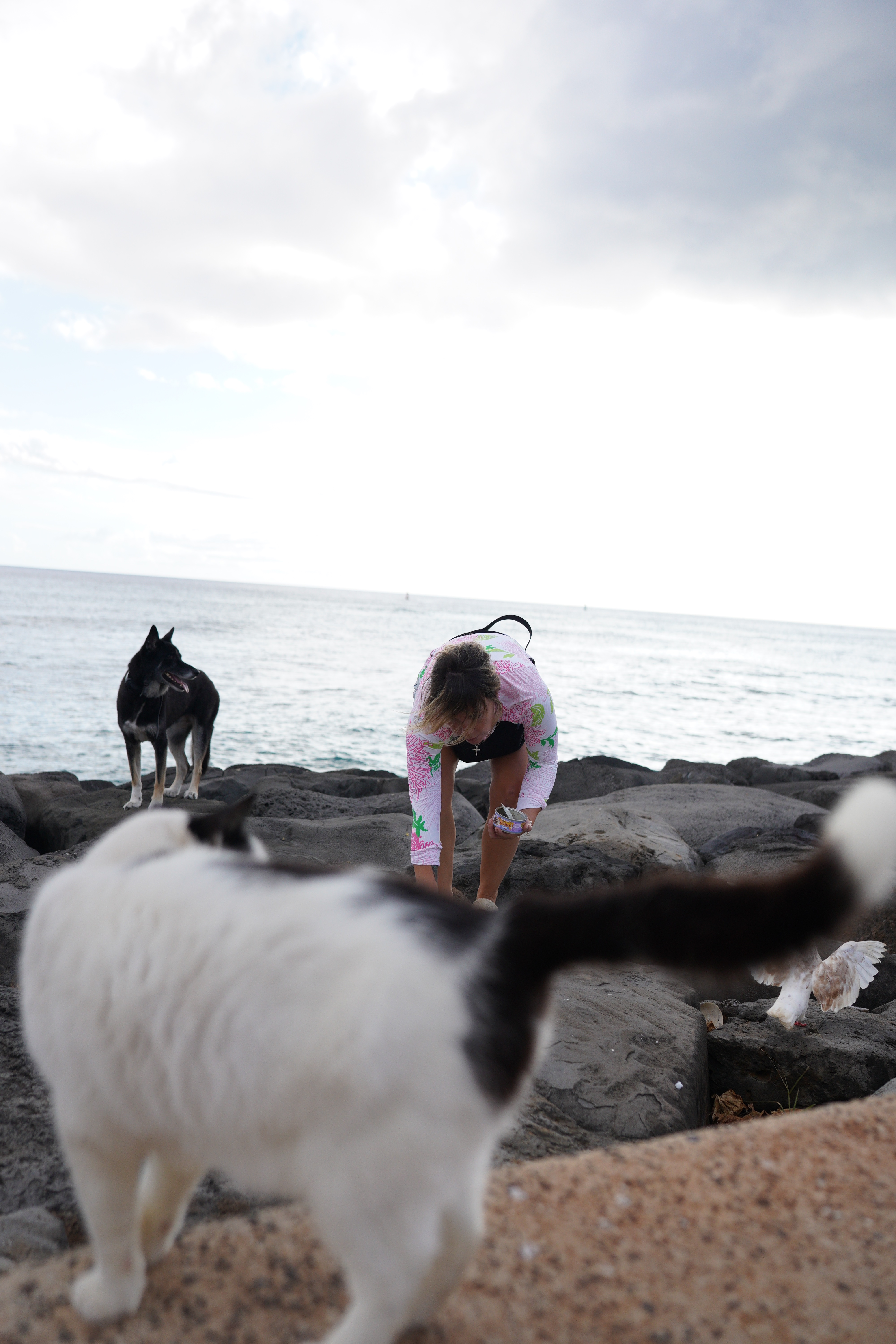 Photo de la campagne Help Oʻahu’s Forgotten Cats Get Care and Safety, 2 sur 8