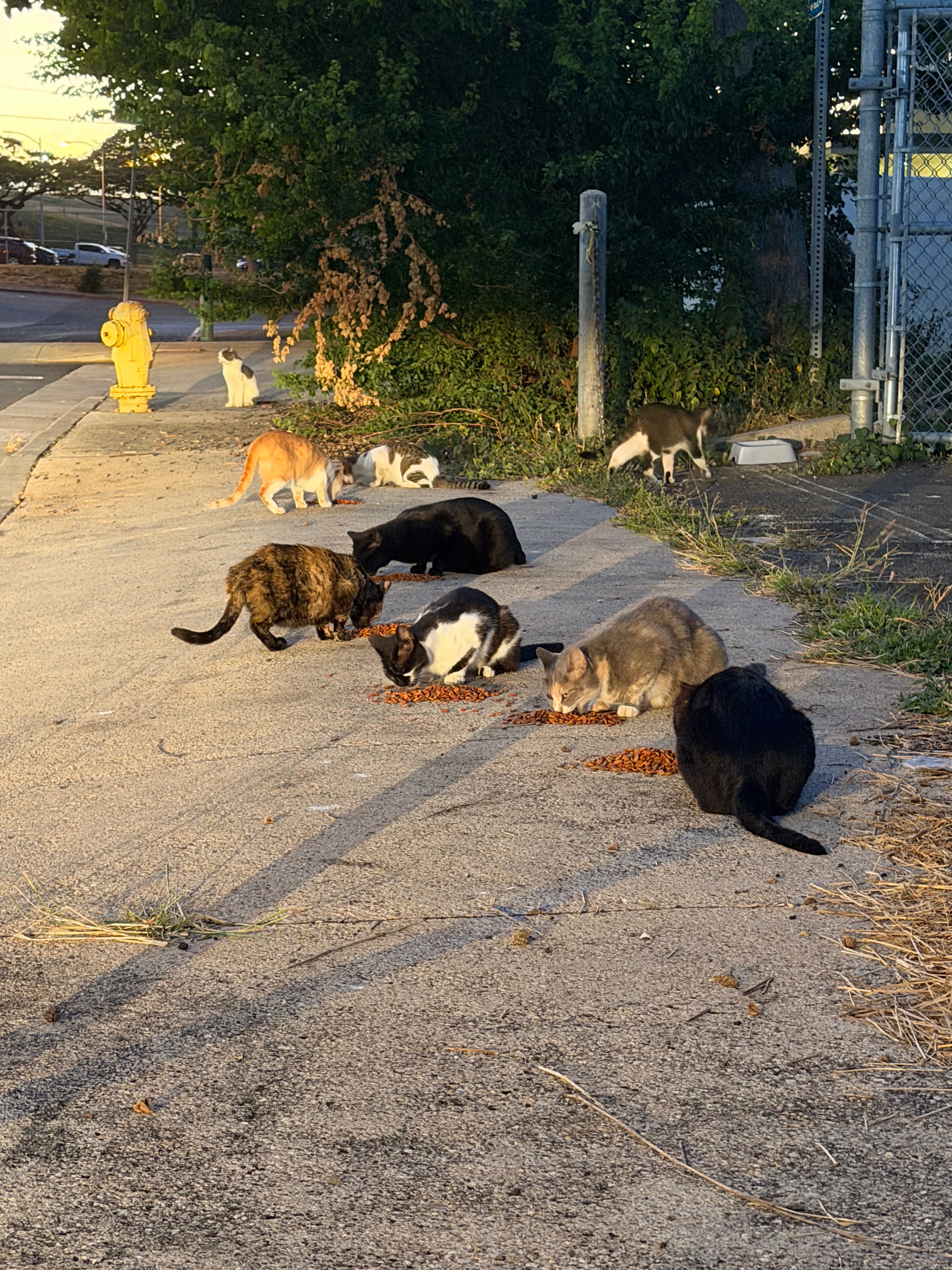 Photo de la campagne Help Oʻahu’s Forgotten Cats Get Care and Safety, 4 sur 8